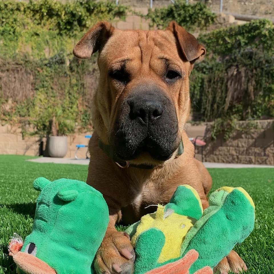 🐾💚Adopters Needed💚🐾 These little Wrinkle faced roly-poly’s are almost ready just in time for the holidays!  No doubt they will be popular when we release them. They are our Mario brothers Litter.  As you can see Princess Peach is a very proud mama and she already has an approved adopter when she’s ready! 
<a target='_blank' href='https://www.instagram.com/explore/tags/amazingstraysrescue/'>#amazingstraysrescue</a>

If you are interested, please fill out an Interest Application on our website- amazingstraysrescue.org

🐾All supplies and an amazing support team included! 

🐾 Please share this on your social media 

🐾 Want to help? All of our incoming dogs have medical bills to be paid! You could sponsor a spay or neuter!

🐾 Fostering even for just two weeks is extremely helpful to a dog in need!

🐾 All supplies included!

<a target='_blank' href='https://www.instagram.com/explore/tags/RescueDog/'>#RescueDog</a> <a target='_blank' href='https://www.instagram.com/explore/tags/AdoptDontShop/'>#AdoptDontShop</a> <a target='_blank' href='https://www.instagram.com/explore/tags/RescuePuppy/'>#RescuePuppy</a> <a target='_blank' href='https://www.instagram.com/explore/tags/ForTheLoveOfDogs/'>#ForTheLoveOfDogs</a> <a target='_blank' href='https://www.instagram.com/explore/tags/GetInvolved/'>#GetInvolved</a> <a target='_blank' href='https://www.instagram.com/explore/tags/Donate/'>#Donate</a> <a target='_blank' href='https://www.instagram.com/explore/tags/Volunteer/'>#Volunteer</a> <a target='_blank' href='https://www.instagram.com/explore/tags/FosteringSavesLives/'>#FosteringSavesLives</a> <a target='_blank' href='https://www.instagram.com/explore/tags/dogsofinstagram/'>#dogsofinstagram</a> <a target='_blank' href='https://www.instagram.com/explore/tags/dogsofinsta/'>#dogsofinsta</a> <a target='_blank' href='https://www.instagram.com/explore/tags/asradoptme/'>#asradoptme</a>