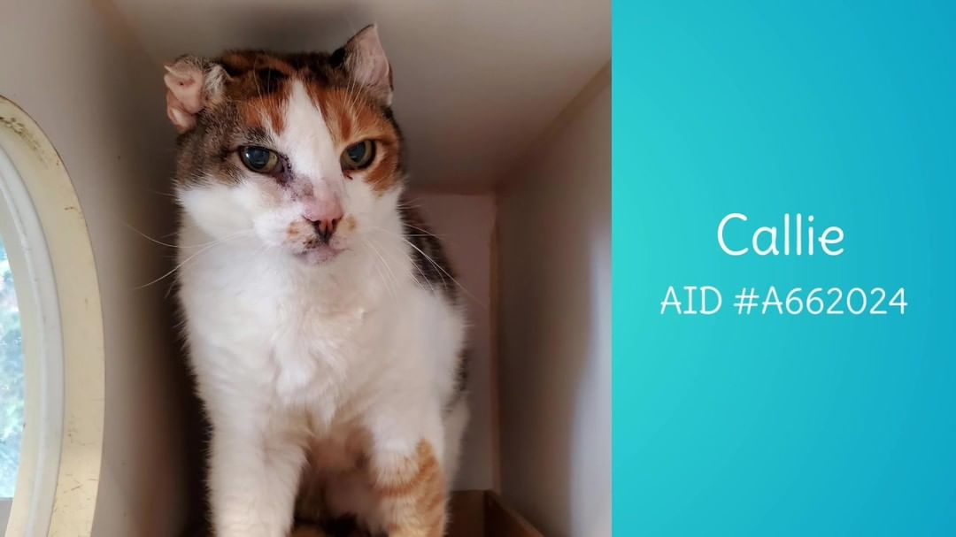 Callie (AID <a target='_blank' href='https://www.instagram.com/explore/tags/A662024/'>#A662024</a>) is a sweet 10 year old girl looking for a home. She would love to lay in your lap while being read a bedtime story. Apply at adopets.com or email petadopt@longbeach.gov to make an appointment to meet Callie!