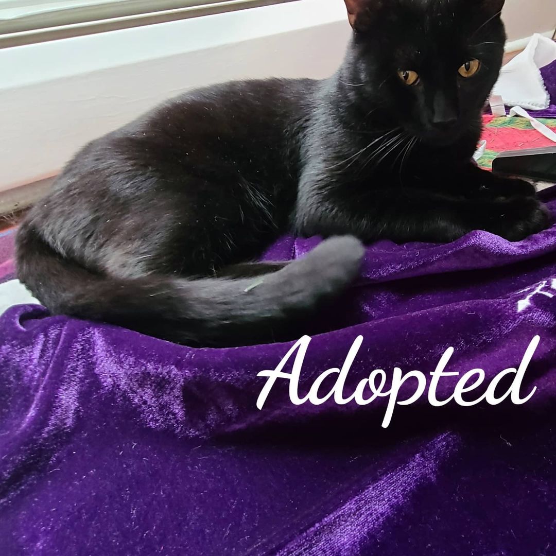 Congratulations Cola on your final adoption.Have a wonderful life sweet boy# wonderfullifr <a target='_blank' href='https://www.instagram.com/explore/tags/catrescue/'>#catrescue</a> <a target='_blank' href='https://www.instagram.com/explore/tags/animalsforlife/'>#animalsforlife</a>.org <a target='_blank' href='https://www.instagram.com/explore/tags/thursdaycat/'>#thursdaycat</a> <a target='_blank' href='https://www.instagram.com/explore/tags/naugatuckct/'>#naugatuckct</a> <a target='_blank' href='https://www.instagram.com/explore/tags/adoptdontshop/'>#adoptdontshop</a>🐾