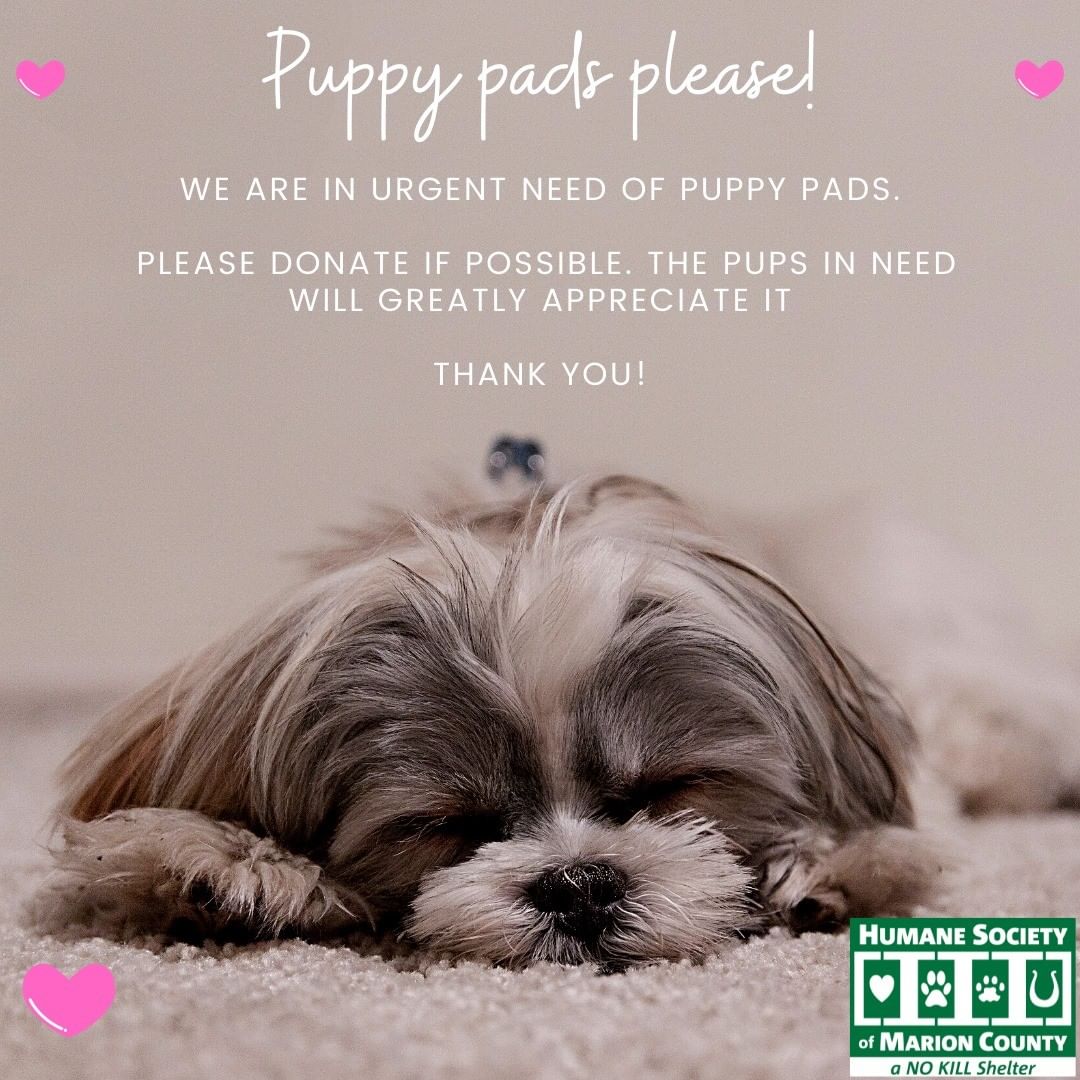 Uh oh! We are almost out of puppy pads. If you're able to donate we would greatly appreciate it. If you're unable to donate, please consider sharing this post. Thank you for choosing us! <3

https://amzn.to/3cfxzts

The Humane Society of Marion County, Florida
We are located at:
701 NW 14th Rd
Ocala, Florida 34475
352.873.PETS