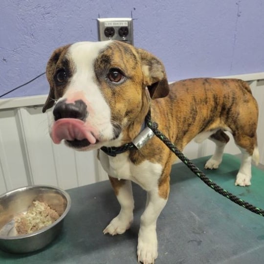 RADAR OREILLY is a super friendly 1-year-old mixed breed (Bassett Hound / Boxer / and who knows what else!) male that weighs 29 pounds. This guy is quite handsome - he has a cute pink & black nose, beautiful brindle a white coat, short legs and a white tipped tail.

Radar OReilly would make a great family pet. He really enjoys being petted and giving kisses.

This boy loves to sniff and is very alert. He is a tad bit strong on the leash but due to his small size is easily corrected. He rides well in the car.

Radar OReilly seems to get along with other dogs. A Meet and Greet is always recommended if there is another dog in the household. Cats are unknown.