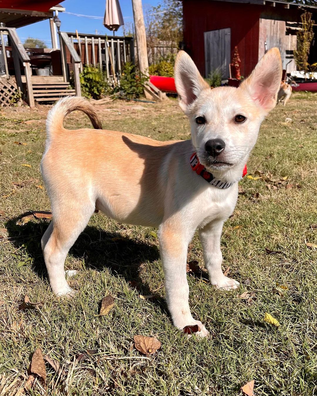 The sweet little parvo survivors have a clean bill of health and are ready for their forever homes! Are you ready for some puppy energy in your life? Apply today by clicking the link in our bio! Ask for Rosa, Charles, Jake and Ray! 

<a target='_blank' href='https://www.instagram.com/explore/tags/adoptdontshop/'>#adoptdontshop</a> <a target='_blank' href='https://www.instagram.com/explore/tags/adoptables/'>#adoptables</a> <a target='_blank' href='https://www.instagram.com/explore/tags/availablepuppies/'>#availablepuppies</a> <a target='_blank' href='https://www.instagram.com/explore/tags/huskypuppies/'>#huskypuppies</a> <a target='_blank' href='https://www.instagram.com/explore/tags/parvosurvivor/'>#parvosurvivor</a> <a target='_blank' href='https://www.instagram.com/explore/tags/brooklyn99/'>#brooklyn99</a>