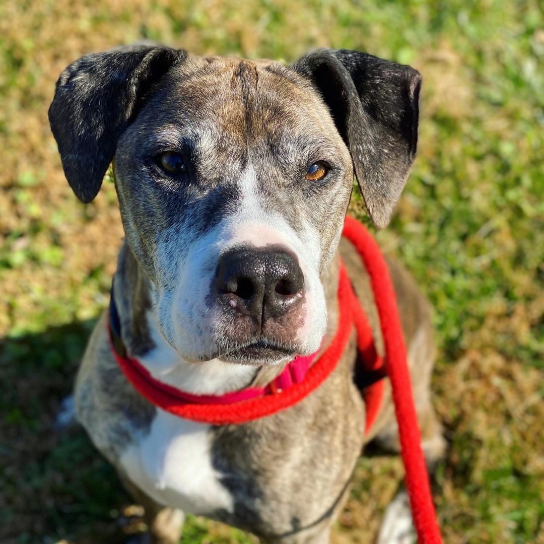 Isn’t 9-year-old Olivia (A482617) just the cutest?!? She’s a precious older lady who just LOVES spending time with people, especially our volunteers, like the one who took this photo during a beautiful autumn walk! 

Olivia is one of 24 AWESOME dogs who are hoping to find a home for the holidays! If you’re looking to add a furry family member to your home, please consider viewing all our adoptable dogs and scheduling an Adoption Appointment. All necessary links are in our bio!