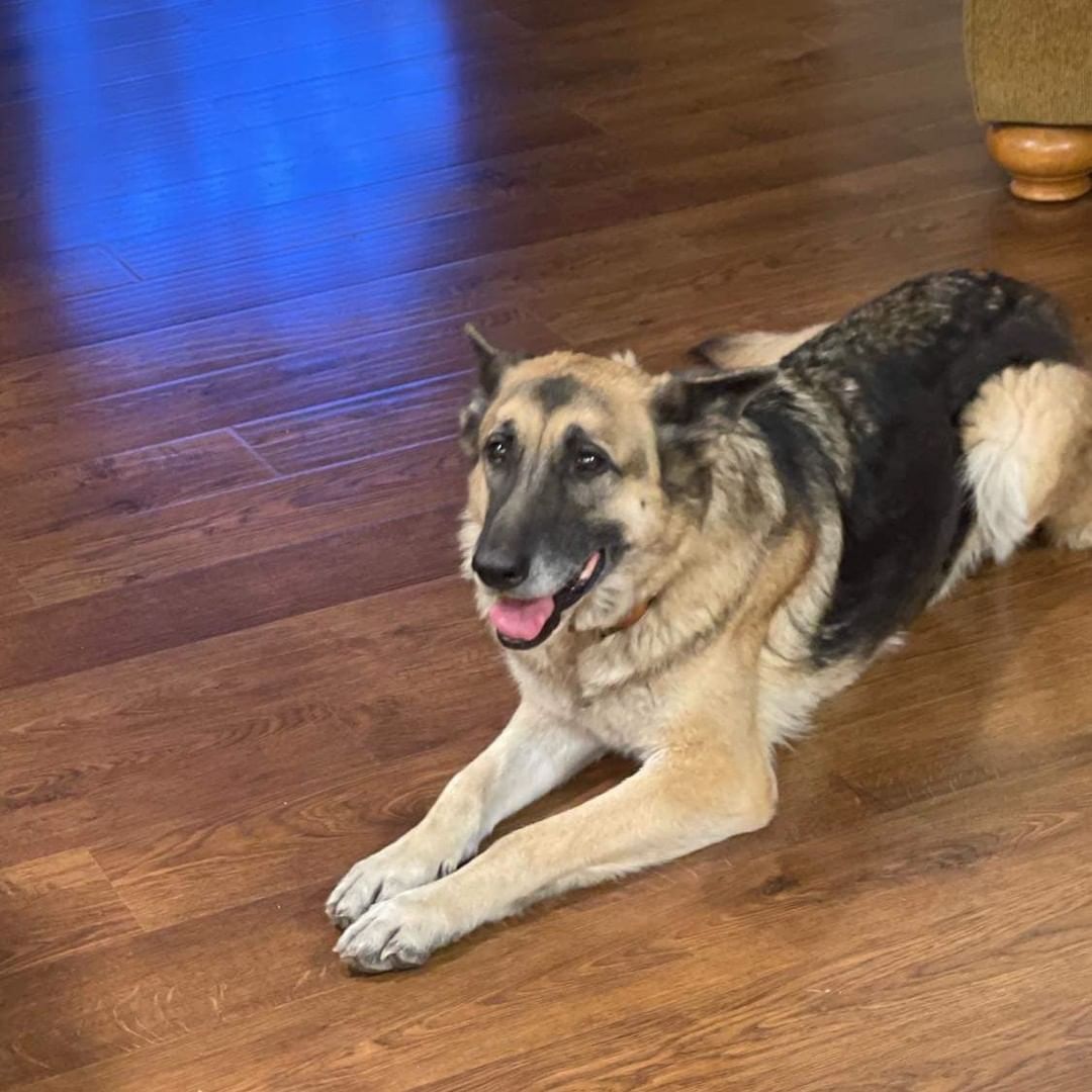 This gal needs a foster ASAP.  Apply at www.k9ei.dog

Older female in heat. She came up to a ladies house and she’s been taking care of her but she just lost her husband and is moving in with her kids.
She’s been good with other dogs and hasn’t had any accidents in the house.