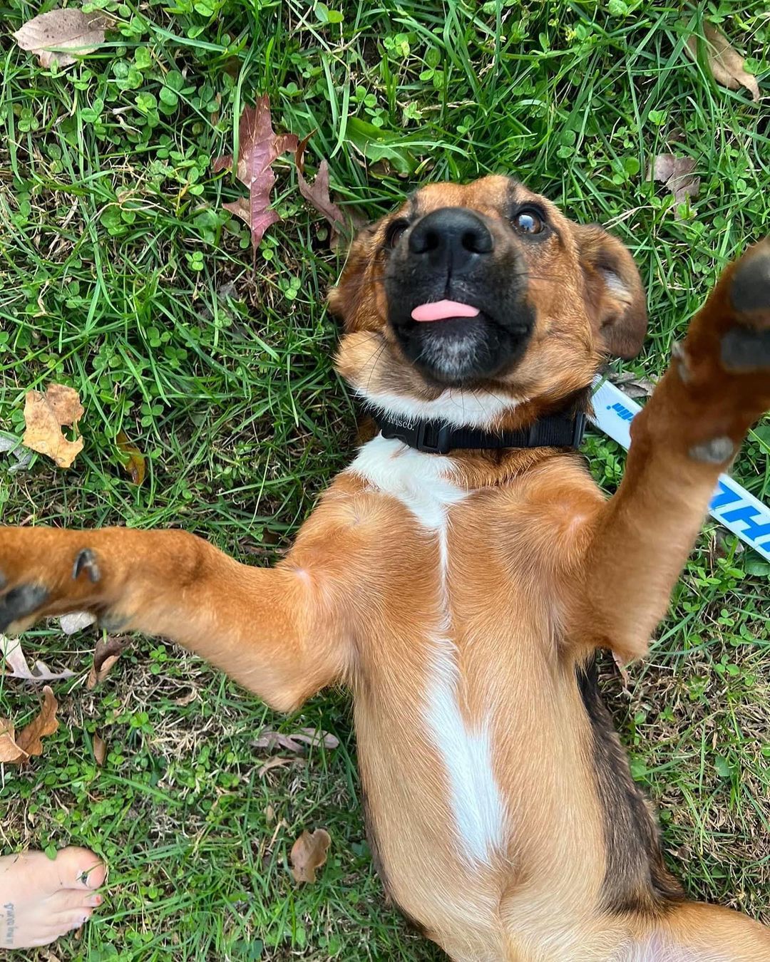 Who’s a good boy? GARLAND! He’s kid, dog, people and everything approved - the perfect little gentleman. 

Garland is a 10 mo old, 32lb beagle mix who is snuggly and goofy and absolutely the sweetest. He knows all his house manners and is gentle with kids and other dogs. The best! Don’t wait to make this perfect little dude yours. 

<a target='_blank' href='https://www.instagram.com/explore/tags/adoptme/'>#adoptme</a> <a target='_blank' href='https://www.instagram.com/explore/tags/beaglemix/'>#beaglemix</a> <a target='_blank' href='https://www.instagram.com/explore/tags/familydog/'>#familydog</a> <a target='_blank' href='https://www.instagram.com/explore/tags/snuggle/'>#snuggle</a> <a target='_blank' href='https://www.instagram.com/explore/tags/goofy/'>#goofy</a> <a target='_blank' href='https://www.instagram.com/explore/tags/fun/'>#fun</a> <a target='_blank' href='https://www.instagram.com/explore/tags/dogsofstlouis/'>#dogsofstlouis</a> <a target='_blank' href='https://www.instagram.com/explore/tags/pickme/'>#pickme</a> <a target='_blank' href='https://www.instagram.com/explore/tags/shelterdog/'>#shelterdog</a> <a target='_blank' href='https://www.instagram.com/explore/tags/adoptdontshop/'>#adoptdontshop</a> <a target='_blank' href='https://www.instagram.com/explore/tags/fosteringsaveslives/'>#fosteringsaveslives</a> <a target='_blank' href='https://www.instagram.com/explore/tags/dogsofstl/'>#dogsofstl</a> <a target='_blank' href='https://www.instagram.com/explore/tags/rescuedismyfavoritebreed/'>#rescuedismyfavoritebreed</a> <a target='_blank' href='https://www.instagram.com/explore/tags/goodboy/'>#goodboy</a> <a target='_blank' href='https://www.instagram.com/explore/tags/homefortheholidays/'>#homefortheholidays</a> <a target='_blank' href='https://www.instagram.com/explore/tags/perfect/'>#perfect</a>