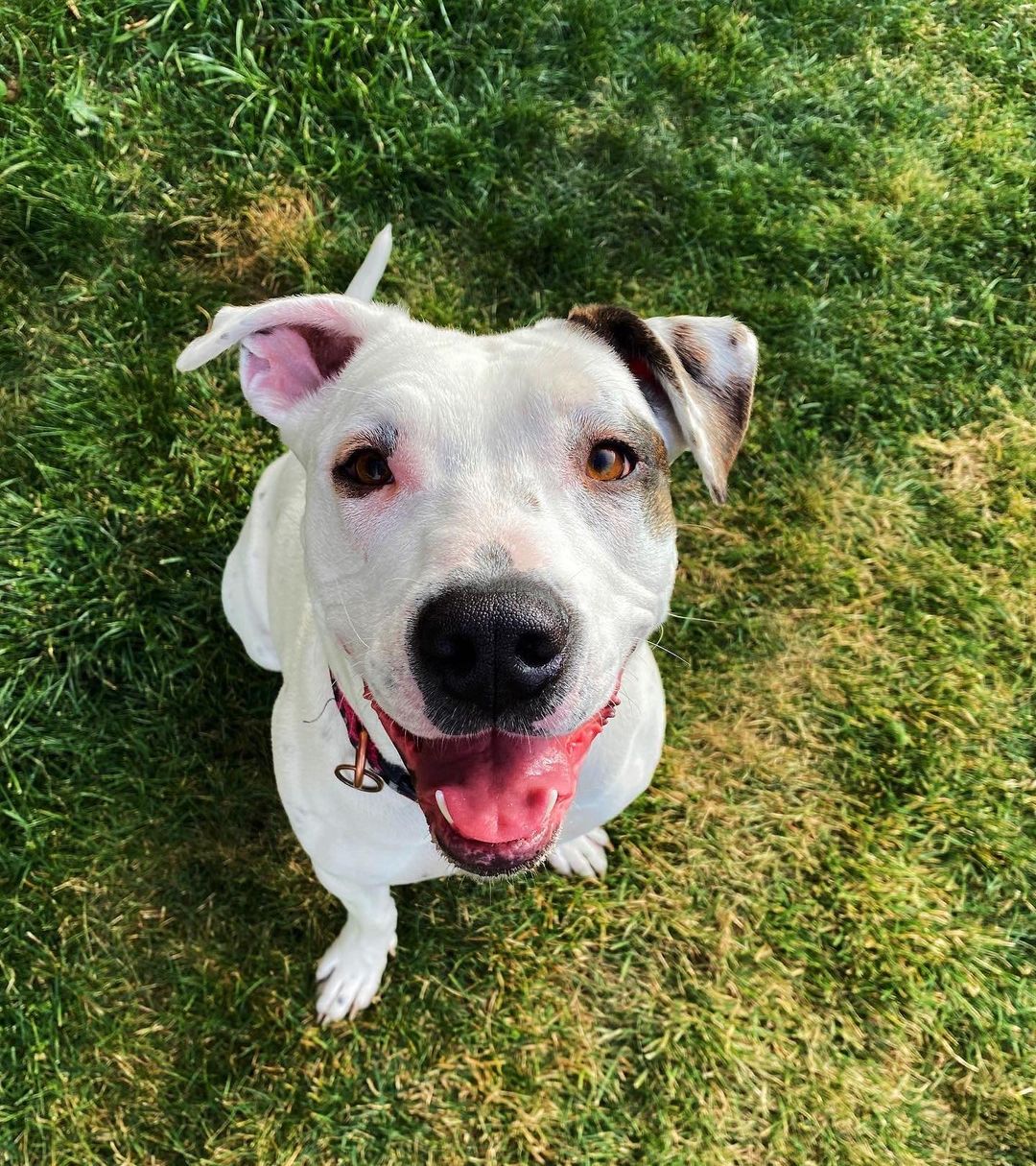 Everyone meet Darla! 🐾

Hi everyone I’m Darla. I’m ruffly 2yrs old and just love everyone and everything! I enjoy quiet time and just hanging out most of the time but when I get the zoomies… I’m the fastest clumsiest girl you’ve ever seen! So watch out! 

I would make a great addition to a family without other dogs or small children because I just get to excited and a bit overwhelmed at times when there’s a lot going. I’m definitely a people pleaser though so we can work on my manners together, like a team. 🥰

You should come in and say hi, I’d love to meet you! ♥️