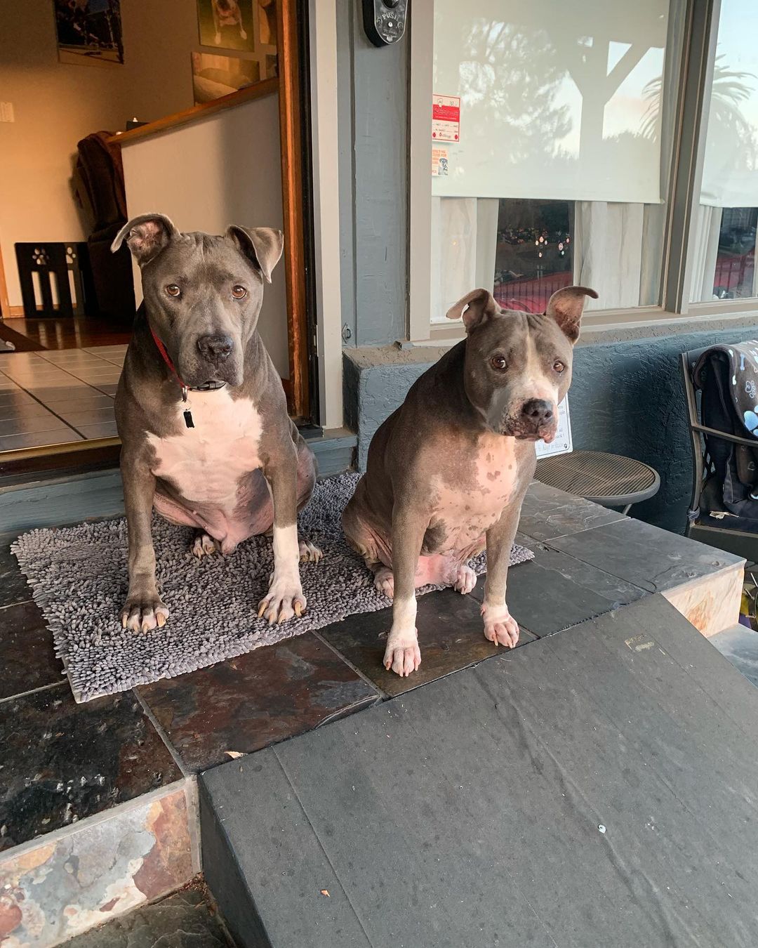 CHECK THIS OUT!! I’m way behind on updates but I want you guys to see what YOU allow me to do because of your support and donations. 

ARCHIE AND HALEY UPDATE!!

Adoptions can be challenging. We have way too many dogs and not enough homes. Then add the most overpopulated breed, the Pit Bull, then add to the equation that they are a senior and the odds go way down. So when you’re able to find a wonderful home for not only one senior Pit Bulls but TWO and it’s the same home (adopted a few months apart), there are no words to explain how I feel. Beyond grateful ❤️🙏🏻

Kindness wins, every time. 😆 Thank you guys for your support to keep my rescue efforts going.

Archie and Haley were rescued from the same overcrowded shelter where they desperately needed medical attention.

Archie‘s paws are almost 100% and he runs now. SWIPE. He has completely turned into a happy, goofy dog now that he is being properly cared for and receiving ongoing medicine. He’s in the most amazing home and loves other dogs. 

Haley had a partial amputation of her toe due to melanoma and is doing amazing. The last shelter video is what caught my eye and I had to save her. 

Life can change in an instant.

To donate, volunteer, foster or adopt, please click on the link above.

@fur_pet_sake @shelterdogs4life @desidesi134 

<a target='_blank' href='https://www.instagram.com/explore/tags/Frankielolaandfriends/'>#Frankielolaandfriends</a>