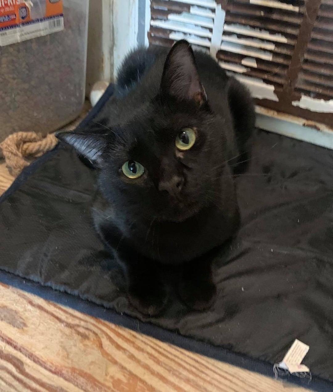 Our sixteenth black cat for November is Jolly Roger! This poor guy has been sitting at the shelter for months waiting for his forever family. He is very sweet and very playful! Jolly Roger is a year old, neutered, FIV/FELV negative and up to date on vaccines. To put in application click on the link below.

https://www.sbanimalrescue.org/adopt