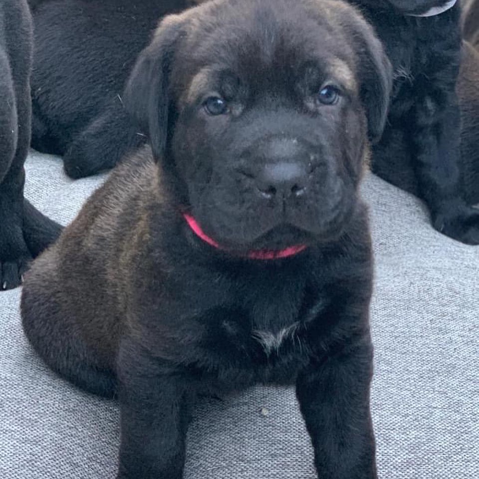 🐾💚Adopters Needed💚🐾 These little Wrinkle faced roly-poly’s are almost ready just in time for the holidays!  No doubt they will be popular when we release them. They are our Mario brothers Litter.  As you can see Princess Peach is a very proud mama and she already has an approved adopter when she’s ready! 
<a target='_blank' href='https://www.instagram.com/explore/tags/amazingstraysrescue/'>#amazingstraysrescue</a>

If you are interested, please fill out an Interest Application on our website- amazingstraysrescue.org

🐾All supplies and an amazing support team included! 

🐾 Please share this on your social media 

🐾 Want to help? All of our incoming dogs have medical bills to be paid! You could sponsor a spay or neuter!

🐾 Fostering even for just two weeks is extremely helpful to a dog in need!

🐾 All supplies included!

<a target='_blank' href='https://www.instagram.com/explore/tags/RescueDog/'>#RescueDog</a> <a target='_blank' href='https://www.instagram.com/explore/tags/AdoptDontShop/'>#AdoptDontShop</a> <a target='_blank' href='https://www.instagram.com/explore/tags/RescuePuppy/'>#RescuePuppy</a> <a target='_blank' href='https://www.instagram.com/explore/tags/ForTheLoveOfDogs/'>#ForTheLoveOfDogs</a> <a target='_blank' href='https://www.instagram.com/explore/tags/GetInvolved/'>#GetInvolved</a> <a target='_blank' href='https://www.instagram.com/explore/tags/Donate/'>#Donate</a> <a target='_blank' href='https://www.instagram.com/explore/tags/Volunteer/'>#Volunteer</a> <a target='_blank' href='https://www.instagram.com/explore/tags/FosteringSavesLives/'>#FosteringSavesLives</a> <a target='_blank' href='https://www.instagram.com/explore/tags/dogsofinstagram/'>#dogsofinstagram</a> <a target='_blank' href='https://www.instagram.com/explore/tags/dogsofinsta/'>#dogsofinsta</a> <a target='_blank' href='https://www.instagram.com/explore/tags/asradoptme/'>#asradoptme</a>