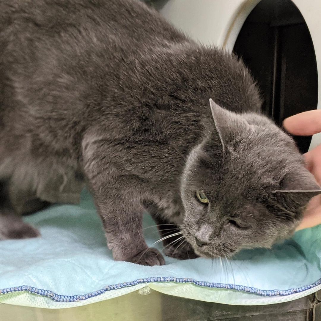 GRIGRIS AIMERAIT BIEN «PÉTRIR» VOTRE CŒUR ❤️

En ce Mois de la sensibilisation aux animaux âgés, l’équipe de Salut Bonjour vous présente la douce GriGris, une jolie chatte de 13 ans. Cette minette d’expérience, qui adore les caresses et l’herbe à chat, se met à faire du « pétrissage » dès qu’elle s’aperçoit que quelqu’un la regarde. Un foyer calme, sans jeunes enfants ou autres animaux, lui permettra de régner à son goût sur son nouveau royaume! Avez-vous une petite place chez vous pour GriGris, la chatte porte-bonheur? Cliquez sur le lien « Animal vedette Salut Bonjour » dans notre bio ou visitez spca.com pour les détails.

//
GRIGRIS WOULD LOVE TO “KNEAD” YOUR HEART

In its series for Adopt a Senior Pet month, Salut Bonjour is featuring GriGris, a beautiful 13-year-old cat. This sweet older kitty loves petting and catnip, and starts “kneading” as soon as she realizes someone is looking at her. A quiet home, without young children or other animals, will allow her to reign over her new kingdom to her heart's content! GriGris would love to bring her happiness to your home. Do you have room for GriGris? Click on the link “Animal vedette Salut Bonjour’ in our bio or visit spca.com for details.