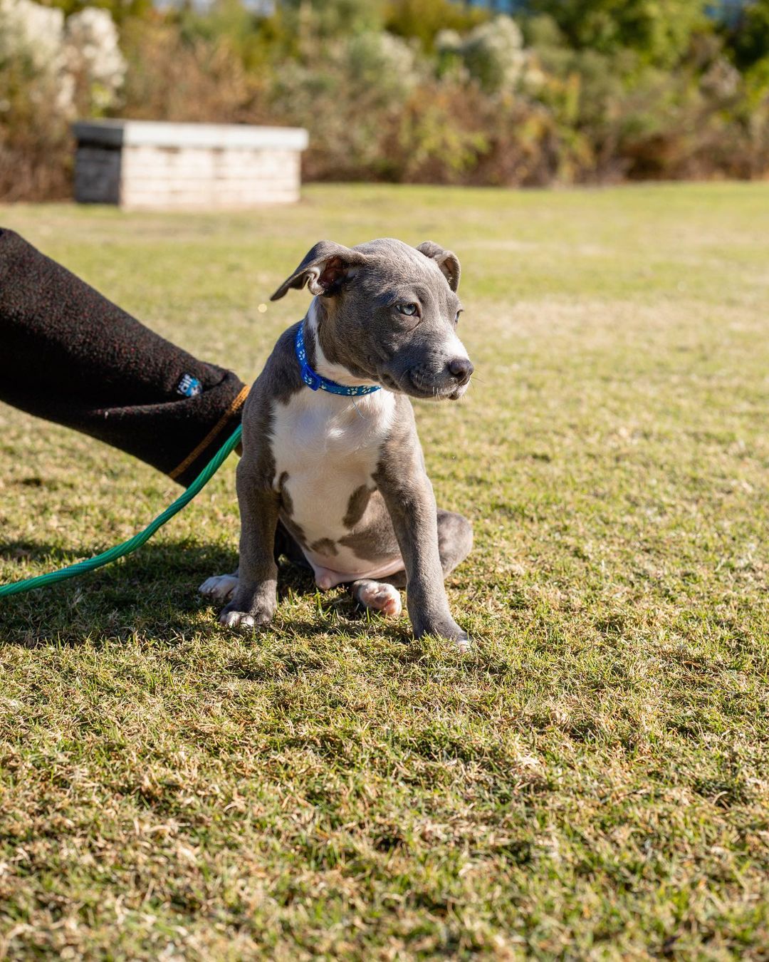 Our T litter of puppies are officially looking for their forever homes!!

These little cuties came to us from a local shelter, along with their momma, Tootsie! Ever since, they’ve been in foster homes learning the ropes of how to be a house puppy. They’ve been socializing and learning manners, and boy are they great pups!

We aren’t sure of their potential breed(s) or full size once fully grown, but we wouldn’t be shocked if they were medium-large dogs. Their individual bios are listed under their photos and on the website. 

All of these pups are spayed/neutered, microchipped, and up to date on age appropriate vaccines. 

If interested in adopting one of these puppies, please head to the website and submit an adoption application 🖤

https://www.eunoiarescue.org/adopt