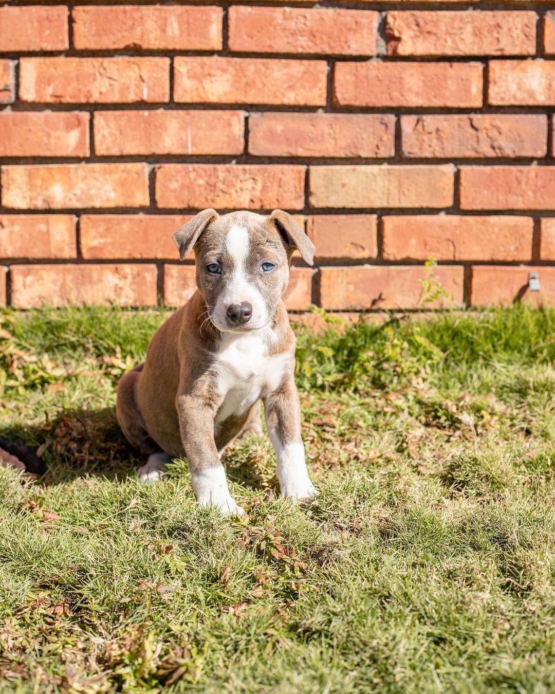 Our T litter of puppies are officially looking for their forever homes!!

These little cuties came to us from a local shelter, along with their momma, Tootsie! Ever since, they’ve been in foster homes learning the ropes of how to be a house puppy. They’ve been socializing and learning manners, and boy are they great pups!

We aren’t sure of their potential breed(s) or full size once fully grown, but we wouldn’t be shocked if they were medium-large dogs. Their individual bios are listed under their photos and on the website. 

All of these pups are spayed/neutered, microchipped, and up to date on age appropriate vaccines. 

If interested in adopting one of these puppies, please head to the website and submit an adoption application 🖤

https://www.eunoiarescue.org/adopt