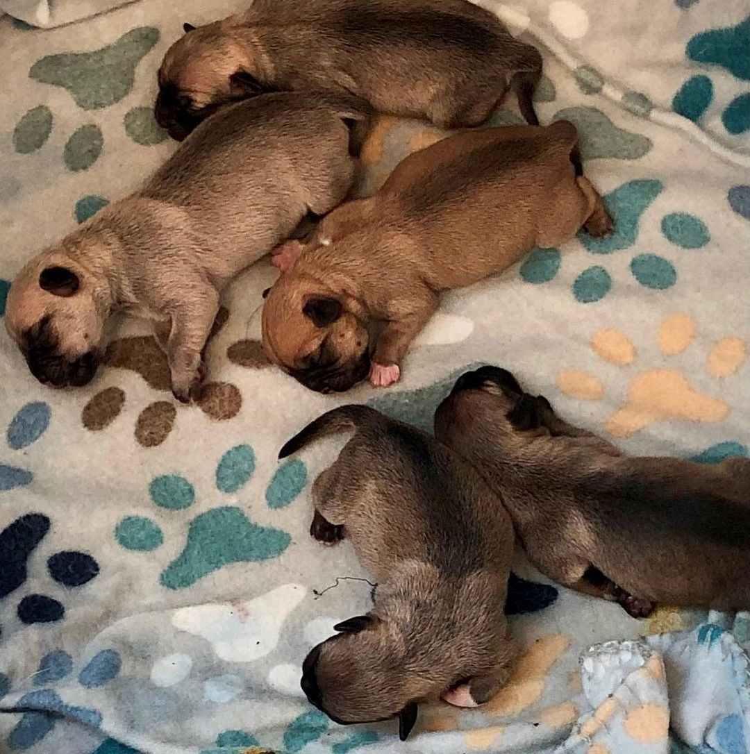 Pug babies! 
Wednesday between 9 and 10 on the @fox5sandiego Morning News we’ll introduce you to some 6-week-old Pug-mix puppies who were nearly born in a van on their way to the shelter! Please Share.

<a target='_blank' href='https://www.instagram.com/explore/tags/fox5sandiego/'>#fox5sandiego</a> <a target='_blank' href='https://www.instagram.com/explore/tags/fox5sandiegomorningnews/'>#fox5sandiegomorningnews</a> <a target='_blank' href='https://www.instagram.com/explore/tags/adoptablepuppies/'>#adoptablepuppies</a> <a target='_blank' href='https://www.instagram.com/explore/tags/pug/'>#pug</a> <a target='_blank' href='https://www.instagram.com/explore/tags/pugpuppies/'>#pugpuppies</a>