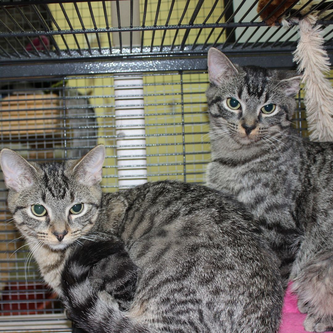 🐾Cat of the day!🐾
This is Bagel and Pancake! They are a bonded pair meaning it would be best for them to be adopted together! They are shy boys but a little bit of work and they will be as sweet as ever!

💥Save the Date!💥
Students at Iowa BIG are planning an adoption event on Sunday, November 28th from 12-4, there will be a bake sale, drinks, and a raffle for some awesome baskets!