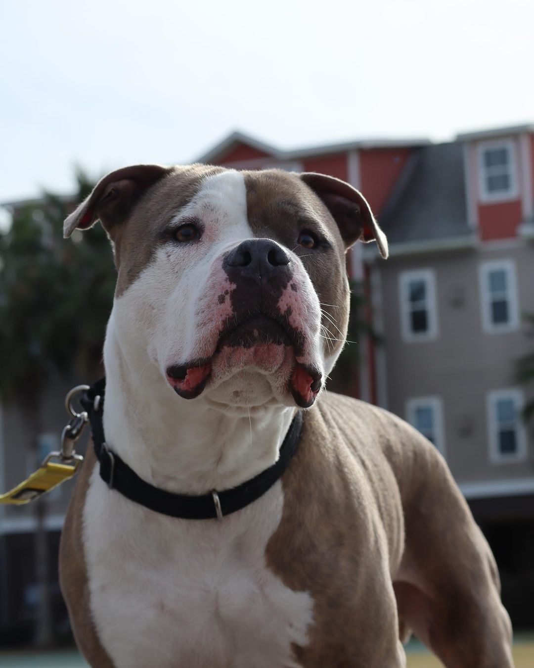 Moose definitely seems ready for the kissing booth at Flippers and Fur Fest Sunday, December 5 from 12:00 - 5:30 pm at the @regattainn 🛥☀️💙

This amazing event is benefits both Pet Helpers and the Folly Beach Sea Turtle Watch to make twice the impact 🐢🐶

The event kicks off with a yoga class from 12-1 from @sunandsol_yoga 🧘‍♀️🧘🧘‍♂️

Then from 1-4 pm check out the silent auction and vendors village filled with amazing local businesses and artisans benefiting our cause 🛍

From 2-4, be sure to throw your sack into their Cornhole Tournament 🌽🏟

After the winners are announced the party shifts into another gear with Live Music and more to enjoy! We’ll be there all day with adoptable pets and more. Be sure to enjoy the food and drinks being served throughout the event 🌯🍻

Follow the link in our bio to get your hands on tickets to make a difference in dogs like Moose’s lives 💙

.
.
.
.
.
.
<a target='_blank' href='https://www.instagram.com/explore/tags/turtlewatch/'>#turtlewatch</a> <a target='_blank' href='https://www.instagram.com/explore/tags/folly/'>#folly</a> <a target='_blank' href='https://www.instagram.com/explore/tags/follybeach/'>#follybeach</a> <a target='_blank' href='https://www.instagram.com/explore/tags/follybeachsc/'>#follybeachsc</a> <a target='_blank' href='https://www.instagram.com/explore/tags/sc/'>#sc</a> <a target='_blank' href='https://www.instagram.com/explore/tags/southcarolina/'>#southcarolina</a> <a target='_blank' href='https://www.instagram.com/explore/tags/dogsofinstagram/'>#dogsofinstagram</a> <a target='_blank' href='https://www.instagram.com/explore/tags/dogsofsouthcarolina/'>#dogsofsouthcarolina</a> <a target='_blank' href='https://www.instagram.com/explore/tags/lowcountryliving/'>#lowcountryliving</a> <a target='_blank' href='https://www.instagram.com/explore/tags/lowcountry/'>#lowcountry</a> <a target='_blank' href='https://www.instagram.com/explore/tags/charleston/'>#charleston</a> <a target='_blank' href='https://www.instagram.com/explore/tags/adopt/'>#adopt</a> <a target='_blank' href='https://www.instagram.com/explore/tags/adoptdontshop/'>#adoptdontshop</a> <a target='_blank' href='https://www.instagram.com/explore/tags/nokill/'>#nokill</a> <a target='_blank' href='https://www.instagram.com/explore/tags/shelterdog/'>#shelterdog</a> <a target='_blank' href='https://www.instagram.com/explore/tags/rescuedog/'>#rescuedog</a> <a target='_blank' href='https://www.instagram.com/explore/tags/pitbull/'>#pitbull</a> <a target='_blank' href='https://www.instagram.com/explore/tags/pitbullsofinstagram/'>#pitbullsofinstagram</a> <a target='_blank' href='https://www.instagram.com/explore/tags/pitsofinstagram/'>#pitsofinstagram</a> <a target='_blank' href='https://www.instagram.com/explore/tags/pittiesofinstagram/'>#pittiesofinstagram</a> <a target='_blank' href='https://www.instagram.com/explore/tags/pitties/'>#pitties</a> <a target='_blank' href='https://www.instagram.com/explore/tags/pit/'>#pit</a> <a target='_blank' href='https://www.instagram.com/explore/tags/rescuedogsofinstagram/'>#rescuedogsofinstagram</a> <a target='_blank' href='https://www.instagram.com/explore/tags/rescuesofinstagram/'>#rescuesofinstagram</a> <a target='_blank' href='https://www.instagram.com/explore/tags/rescue/'>#rescue</a> <a target='_blank' href='https://www.instagram.com/explore/tags/adoptable/'>#adoptable</a> <a target='_blank' href='https://www.instagram.com/explore/tags/rescuedismyfavoritebreed/'>#rescuedismyfavoritebreed</a>