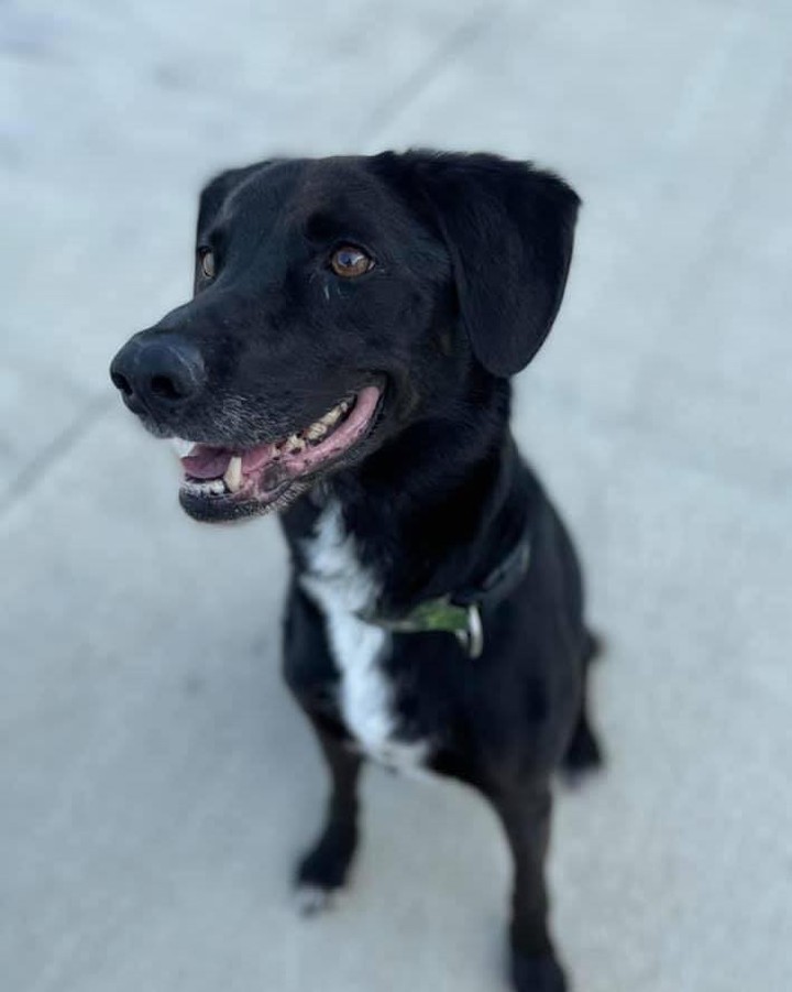 11/15/21 Duke (SC)**
 
HELP DUKE FIND HIS FOREVER HOME FOR CHRISTMAS

Meet Duke!  He is a very playful, 9 year old, 40 pound Labrador Retriever and Terrier mix.  This boy acts like he’s 2 years young, loves his ball and will play fetch all day as long as you're willing.  He runs circles around the 2 and 4 year old kids at his foster home! He is up-to-date on vaccines, neutered, house-trained, crate-trained, walks well on a leash and enjoys car rides.  He is a very smart dog and will follow you anywhere.  But he especially loves to be a lap dog, seeking out affection who will also let you dress him. Duke has some separation anxiety so if you work from home or are home often, he's your boy!  as an only pet will be best. Let’s get this little piggy adopted so he can show off his costume.

If you would like to adopt Duke, please complete an application today at www.secondchanceforpets.com. 

**
(SC) MEANS THEY ARE IN ONE OF OUR GROUP'S FOSTER HOMES. 
(CP) MEANS THE PET IS STILL WITH CURRENT OWNER AND WE ARE POSTING AS A COURTESY. 
(DCAS) MEANS THEY ARE LOCATED AT THE DEWITT COUNTY ANIMAL SHELTER IN CLINTON, IL.