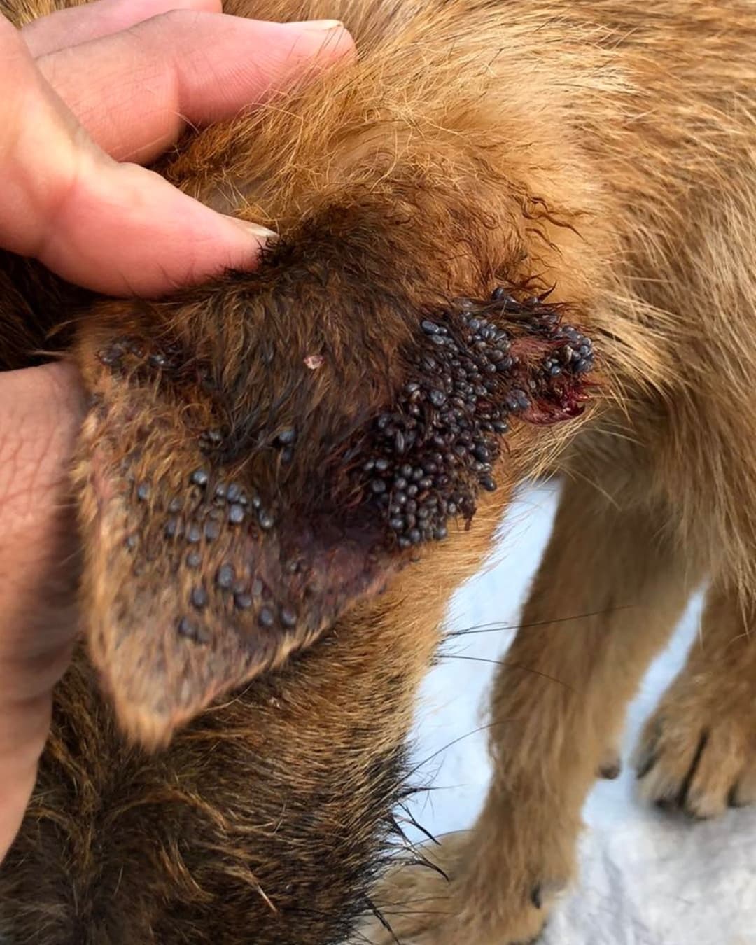 AVAILABLE FOR ADOPTION 
<a target='_blank' href='https://www.instagram.com/explore/tags/AdoptAFriend/'>#AdoptAFriend</a>
MEET DINA

Dina is approx 9 to 10 months, and weighs around 24 lbs
Dina  gets along well with other dogs. She is very affectionate and  friendly very playful a little shy at first but nothing that cannot be resolved with patience. 

Dina along with her sister
were surrendered by their owner who had terminal cancer and could no longer care for them and wanted to just throw them away.  When they  Arrived to rescuer Consuelo she was shocked to see the terrible condition these puppies were in. They were literally being eaten alive by ticks and fleas.

Today both Dina and her sibling are fully vaccinated,  and spayed.  They are ready to find their forever homes together or separately, so we suggest a family with a patio and another puppy to play with. 

If you would like to fill out an application For Dina visit our website(LINK IN BIO)

<a target='_blank' href='https://www.instagram.com/explore/tags/fhstj/'>#fhstj</a><a target='_blank' href='https://www.instagram.com/explore/tags/adoptadogsandiego/'>#adoptadogsandiego</a><a target='_blank' href='https://www.instagram.com/explore/tags/adoptdontshop/'>#adoptdontshop</a><a target='_blank' href='https://www.instagram.com/explore/tags/dog/'>#dog</a><a target='_blank' href='https://www.instagram.com/explore/tags/puppy/'>#puppy</a><a target='_blank' href='https://www.instagram.com/explore/tags/sandiego/'>#sandiego</a><a target='_blank' href='https://www.instagram.com/explore/tags/Dinathedog/'>#Dinathedog</a><a target='_blank' href='https://www.instagram.com/explore/tags/mansbestfriend/'>#mansbestfriend</a><a target='_blank' href='https://www.instagram.com/explore/tags/petadoption/'>#petadoption</a><a target='_blank' href='https://www.instagram.com/explore/tags/petadoptionevent/'>#petadoptionevent</a><a target='_blank' href='https://www.instagram.com/explore/tags/dogsofsandiego/'>#dogsofsandiego</a><a target='_blank' href='https://www.instagram.com/explore/tags/adoptafriend/'>#adoptafriend</a><a target='_blank' href='https://www.instagram.com/explore/tags/petco/'>#petco</a>