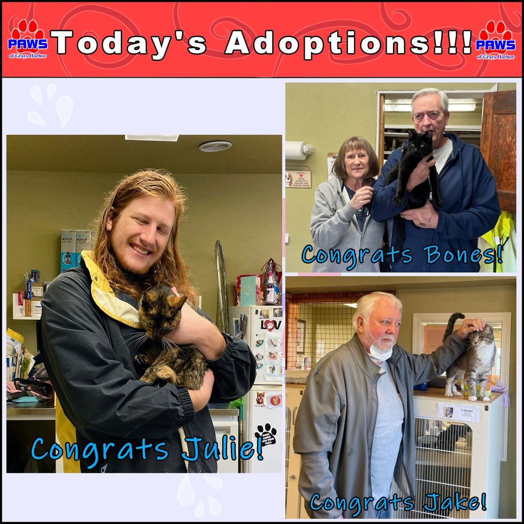 We're still on this amazing adoption streak and we're loving it!

The beautiful Julie got adopted today! She actually got picked by a lovely gentleman who has adopted from us before, so we were more than happy to see him back and ready to open his door to more furry companions.

Bones was pretty 