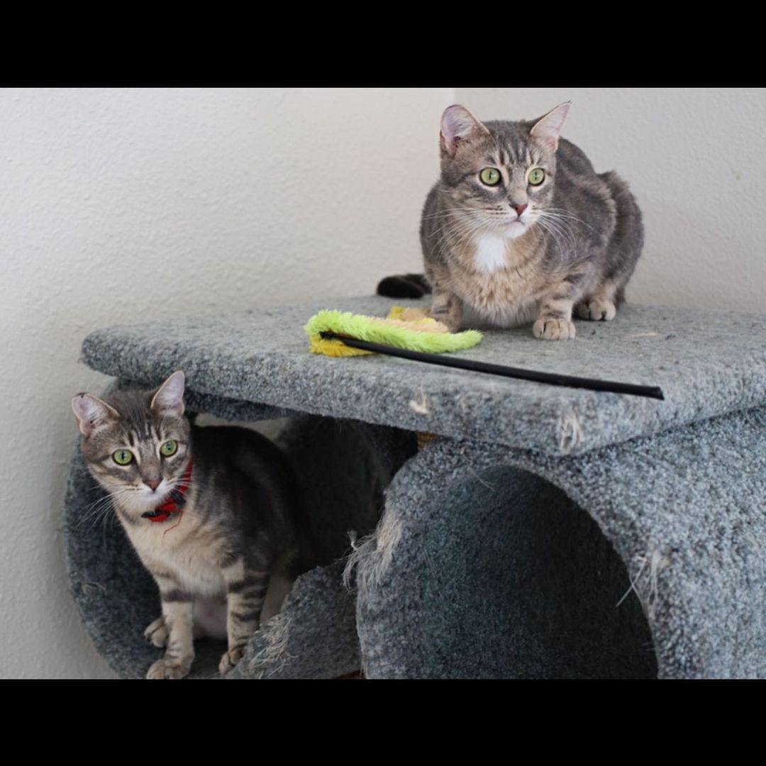 Not Arcadia and Astoria playing “Who’s Cuter?” 👀😻🥰 

These two sweeties were getting inconsistent care and were given to a neighbor who brought them to us. As you can tell, they are living the good life now! They love playing and cuddling, but as with most kitties who find themselves in a shelter, new things can be a little scary. They will need a home with patient humans who can care from them both, but with the laughs and snuggles they’ll bring you, why wouldn’t you want both of them?! 💕

For more info, email adopt.cat@animalaidpdx.org 🐾
.
.
.
.
<a target='_blank' href='https://www.instagram.com/explore/tags/caturday/'>#caturday</a>  <a target='_blank' href='https://www.instagram.com/explore/tags/instacat/'>#instacat</a> <a target='_blank' href='https://www.instagram.com/explore/tags/catsofinstagram/'>#catsofinstagram</a> <a target='_blank' href='https://www.instagram.com/explore/tags/catoftheday/'>#catoftheday</a> <a target='_blank' href='https://www.instagram.com/explore/tags/igcat/'>#igcat</a> <a target='_blank' href='https://www.instagram.com/explore/tags/rescuecat/'>#rescuecat</a> <a target='_blank' href='https://www.instagram.com/explore/tags/rescuecatsofinstagram/'>#rescuecatsofinstagram</a> <a target='_blank' href='https://www.instagram.com/explore/tags/cat/'>#cat</a> <a target='_blank' href='https://www.instagram.com/explore/tags/cats/'>#cats</a> <a target='_blank' href='https://www.instagram.com/explore/tags/rescuepets/'>#rescuepets</a> <a target='_blank' href='https://www.instagram.com/explore/tags/instapet/'>#instapet</a> <a target='_blank' href='https://www.instagram.com/explore/tags/igpets/'>#igpets</a> <a target='_blank' href='https://www.instagram.com/explore/tags/petsofinstagram/'>#petsofinstagram</a> <a target='_blank' href='https://www.instagram.com/explore/tags/kitty/'>#kitty</a> <a target='_blank' href='https://www.instagram.com/explore/tags/kittylove/'>#kittylove</a> <a target='_blank' href='https://www.instagram.com/explore/tags/animalrescue/'>#animalrescue</a> <a target='_blank' href='https://www.instagram.com/explore/tags/adoptdontshop/'>#adoptdontshop</a> <a target='_blank' href='https://www.instagram.com/explore/tags/goodkitty/'>#goodkitty</a> <a target='_blank' href='https://www.instagram.com/explore/tags/pnwcats/'>#pnwcats</a> <a target='_blank' href='https://www.instagram.com/explore/tags/pnwpets/'>#pnwpets</a> <a target='_blank' href='https://www.instagram.com/explore/tags/pdxcat/'>#pdxcat</a> <a target='_blank' href='https://www.instagram.com/explore/tags/pdxpets/'>#pdxpets</a> <a target='_blank' href='https://www.instagram.com/explore/tags/pdxadopt/'>#pdxadopt</a> <a target='_blank' href='https://www.instagram.com/explore/tags/pdx/'>#pdx</a> <a target='_blank' href='https://www.instagram.com/explore/tags/portlandia/'>#portlandia</a> <a target='_blank' href='https://www.instagram.com/explore/tags/igaddict/'>#igaddict</a> <a target='_blank' href='https://www.instagram.com/explore/tags/instadaily/'>#instadaily</a> <a target='_blank' href='https://www.instagram.com/explore/tags/catsofig/'>#catsofig</a>