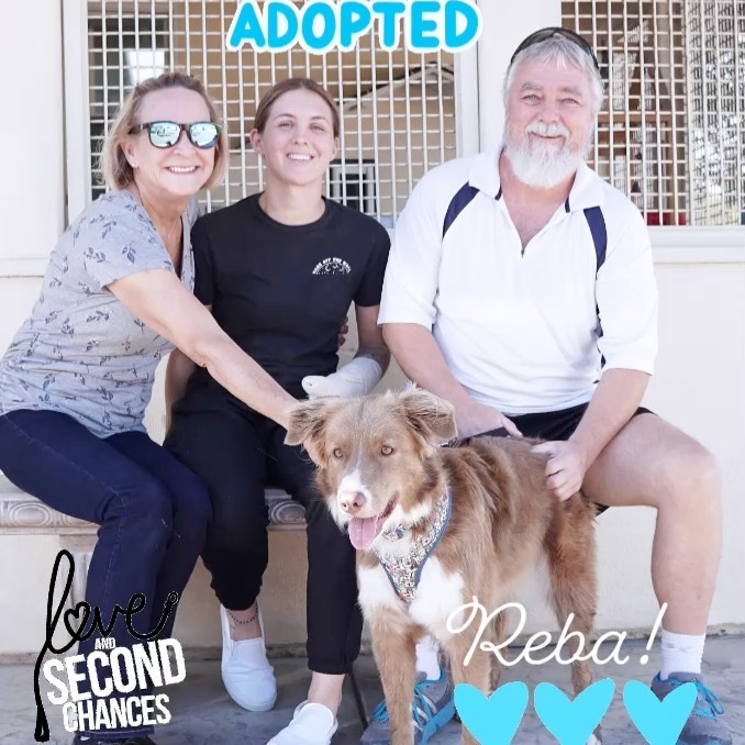 After 399 days at the shelter, beautiful Reba is ADOPTED!! 

Kudos and thanks to the amazing group of RCHS volunteers and staff who worked so hard to keep Reba happy & healthy while she waited for a home 🏡 

We’re so happy for this sweet girl ❤️😊🐾

<a target='_blank' href='https://www.instagram.com/explore/tags/adopted/'>#adopted</a> <a target='_blank' href='https://www.instagram.com/explore/tags/happytails/'>#happytails</a> <a target='_blank' href='https://www.instagram.com/explore/tags/rchsfreshstart/'>#rchsfreshstart</a> <a target='_blank' href='https://www.instagram.com/explore/tags/freshstart/'>#freshstart</a> <a target='_blank' href='https://www.instagram.com/explore/tags/rescuepetsofinstagram/'>#rescuepetsofinstagram</a>