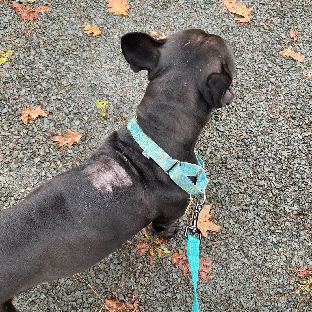 🚨KIRA🚨

Kira was supposed to have her 2& 3rd heartworm injections this week. Last night, a lump was noticed between her shoulder blades and it prompted an emergency vet visit. She has been lethargic & we are unsure if this is heartworm treatment related or from something more serious. 

Her heartworm treatment & her adoption for Saturday have been postponed. 🥺 We want our girl to be well before going home. 

Here’s what was done:
❗️Bloodwork 
❗️Ultrasound 
❗️Fine needle aspiration to the growth 
❗️Culture 
❗️Parasite test 

Her bloodwork came back slightly elevated & we will have the needle aspiration results in 2 weeks. She had also lost 4# since her last vet visit. 

She has been started on antibiotics & probiotics in case this an infection. We don’t know the results yet, but we are hoping for the best case scenario. Post results, we will work with the vet team to determine when to resume heartworm treatment. 

Her babies have since been adopted, and she has an amazing home waiting for her. We want you to be well momma Kira. You are so deserving. 

To donate towards Kira’s $730 emergency visit, we accept donations via: 

🔵 Venmo: @strongpawsrescue 
🔵 PayPal: strongpawsrescue@gmail.com 
🔵 Website: www.strongpawsrescue.org/donate
🔵 Mail: 5001 State Highway 23, Suite 3 PMB <a target='_blank' href='https://www.instagram.com/explore/tags/205/'>#205</a>  Oneonta, NY 13820

<a target='_blank' href='https://www.instagram.com/explore/tags/strongpawsrescue/'>#strongpawsrescue</a> <a target='_blank' href='https://www.instagram.com/explore/tags/liftheavyrescuedogs/'>#liftheavyrescuedogs</a>  <a target='_blank' href='https://www.instagram.com/explore/tags/ohshitlegday/'>#ohshitlegday</a> <a target='_blank' href='https://www.instagram.com/explore/tags/quadsandcanines/'>#quadsandcanines</a> <a target='_blank' href='https://www.instagram.com/explore/tags/thickthighssavelives/'>#thickthighssavelives</a> <a target='_blank' href='https://www.instagram.com/explore/tags/communityoutreach/'>#communityoutreach</a> <a target='_blank' href='https://www.instagram.com/explore/tags/iheartoneonta/'>#iheartoneonta</a> <a target='_blank' href='https://www.instagram.com/explore/tags/fundraise/'>#fundraise</a> <a target='_blank' href='https://www.instagram.com/explore/tags/donate/'>#donate</a> <a target='_blank' href='https://www.instagram.com/explore/tags/advocacy/'>#advocacy</a> <a target='_blank' href='https://www.instagram.com/explore/tags/rescue/'>#rescue</a> <a target='_blank' href='https://www.instagram.com/explore/tags/animalrescue/'>#animalrescue</a> <a target='_blank' href='https://www.instagram.com/explore/tags/dog/'>#dog</a> <a target='_blank' href='https://www.instagram.com/explore/tags/adoptdontshop/'>#adoptdontshop</a> <a target='_blank' href='https://www.instagram.com/explore/tags/dogrescue/'>#dogrescue</a> <a target='_blank' href='https://www.instagram.com/explore/tags/newyork/'>#newyork</a> <a target='_blank' href='https://www.instagram.com/explore/tags/nyc/'>#nyc</a> <a target='_blank' href='https://www.instagram.com/explore/tags/oneonta/'>#oneonta</a> <a target='_blank' href='https://www.instagram.com/explore/tags/strength/'>#strength</a>  <a target='_blank' href='https://www.instagram.com/explore/tags/strengthathlete/'>#strengthathlete</a> <a target='_blank' href='https://www.instagram.com/explore/tags/lifter/'>#lifter</a> <a target='_blank' href='https://www.instagram.com/explore/tags/powerlifter/'>#powerlifter</a> <a target='_blank' href='https://www.instagram.com/explore/tags/strongman/'>#strongman</a> <a target='_blank' href='https://www.instagram.com/explore/tags/strongwoman/'>#strongwoman</a> <a target='_blank' href='https://www.instagram.com/explore/tags/gains/'>#gains</a> <a target='_blank' href='https://www.instagram.com/explore/tags/support/'>#support</a> <a target='_blank' href='https://www.instagram.com/explore/tags/rescuedogsofinstagram/'>#rescuedogsofinstagram</a> <a target='_blank' href='https://www.instagram.com/explore/tags/fosterdogsofinstagram/'>#fosterdogsofinstagram</a>