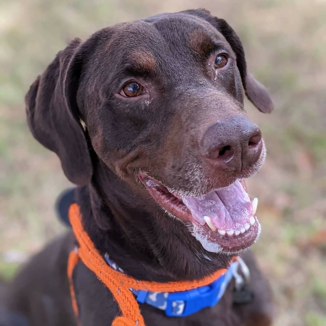 Continuing with our celebration of National Adopt a Senior Pet Month, we'd like to introduce you to Chucky! 🐾

Chucky was transferred in from our friends at @norfolkanimals and is a handsome 8 year old Chocolate Labrador and Doberman mix. Despite his age, Chucky hasn't showed any signs of slowing down and would love an active home with plenty of games of fetch in his future! Scroll ⬅️ to see Chucky in action. ❤️