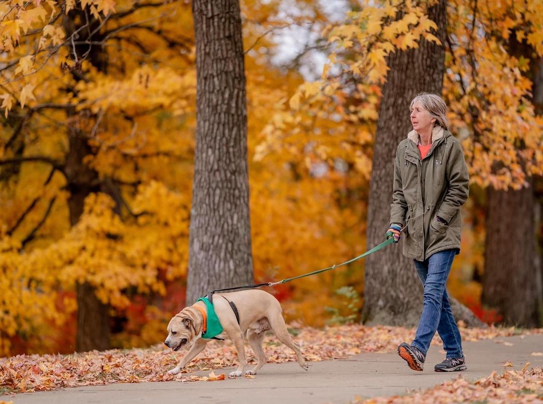 Beautiful @cardioforcanines on Saturday, captured by @madisonreneephoto 🍁🍂