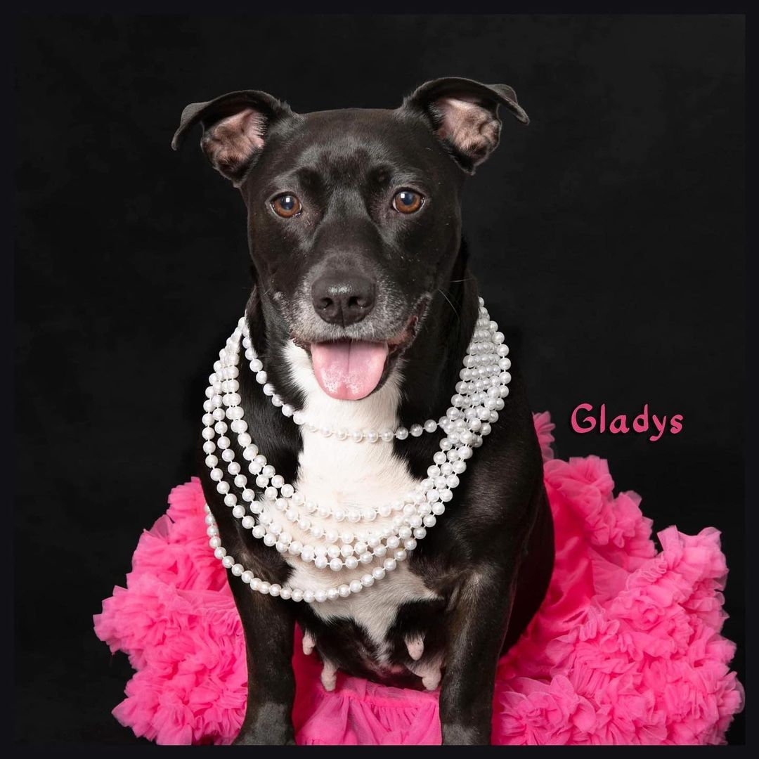 We interrupt your feed to bring you these black beauties!🖤🐶🖤🐶🖤
Not only can black dogs have a longer wait time to get adopted, but they can also be hard to photograph. The amazing @becky613 (Photos by Becky) donated her time to show off these amazing girls through photos! You may remember mama Gladys who gave birth in foster care earlier this year- look at her now in those pearls! 😍
-
More photos to come, but if you’d like to meet cover model Pembroke Jade in person, she will be at Yappy Hour at Starland Yard tomorrow! Come see us from 6-8pm @starlandyard. Event by @savannah_kennel_club.

PS- yes Pembroke Jade got her name because she came from @bryancountyanimalcontrol 😉 and YES Bryan County will also be there tomorrow!

<a target='_blank' href='https://www.instagram.com/explore/tags/renegadepawsrescue/'>#renegadepawsrescue</a> <a target='_blank' href='https://www.instagram.com/explore/tags/blackdogsrule/'>#blackdogsrule</a> <a target='_blank' href='https://www.instagram.com/explore/tags/blackdog/'>#blackdog</a> <a target='_blank' href='https://www.instagram.com/explore/tags/georgiablackdog/'>#georgiablackdog</a> <a target='_blank' href='https://www.instagram.com/explore/tags/adoptionevent/'>#adoptionevent</a> <a target='_blank' href='https://www.instagram.com/explore/tags/adoptdontshop/'>#adoptdontshop</a> <a target='_blank' href='https://www.instagram.com/explore/tags/shelterdog/'>#shelterdog</a> <a target='_blank' href='https://www.instagram.com/explore/tags/usshelterpets/'>#usshelterpets</a> <a target='_blank' href='https://www.instagram.com/explore/tags/shelterdogglowup/'>#shelterdogglowup</a> <a target='_blank' href='https://www.instagram.com/explore/tags/glowup/'>#glowup</a> <a target='_blank' href='https://www.instagram.com/explore/tags/dogportraits/'>#dogportraits</a> <a target='_blank' href='https://www.instagram.com/explore/tags/dogphotography/'>#dogphotography</a> <a target='_blank' href='https://www.instagram.com/explore/tags/dogphotographer/'>#dogphotographer</a> <a target='_blank' href='https://www.instagram.com/explore/tags/blackonblack/'>#blackonblack</a> <a target='_blank' href='https://www.instagram.com/explore/tags/adoptme/'>#adoptme</a> <a target='_blank' href='https://www.instagram.com/explore/tags/bryancountyga/'>#bryancountyga</a> <a target='_blank' href='https://www.instagram.com/explore/tags/savannahgeorgia/'>#savannahgeorgia</a> <a target='_blank' href='https://www.instagram.com/explore/tags/savannahga/'>#savannahga</a> <a target='_blank' href='https://www.instagram.com/explore/tags/starland/'>#starland</a> <a target='_blank' href='https://www.instagram.com/explore/tags/animalrescue/'>#animalrescue</a>