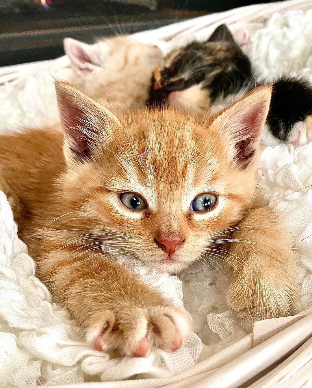 Available for adoption (pickup in two weeks)