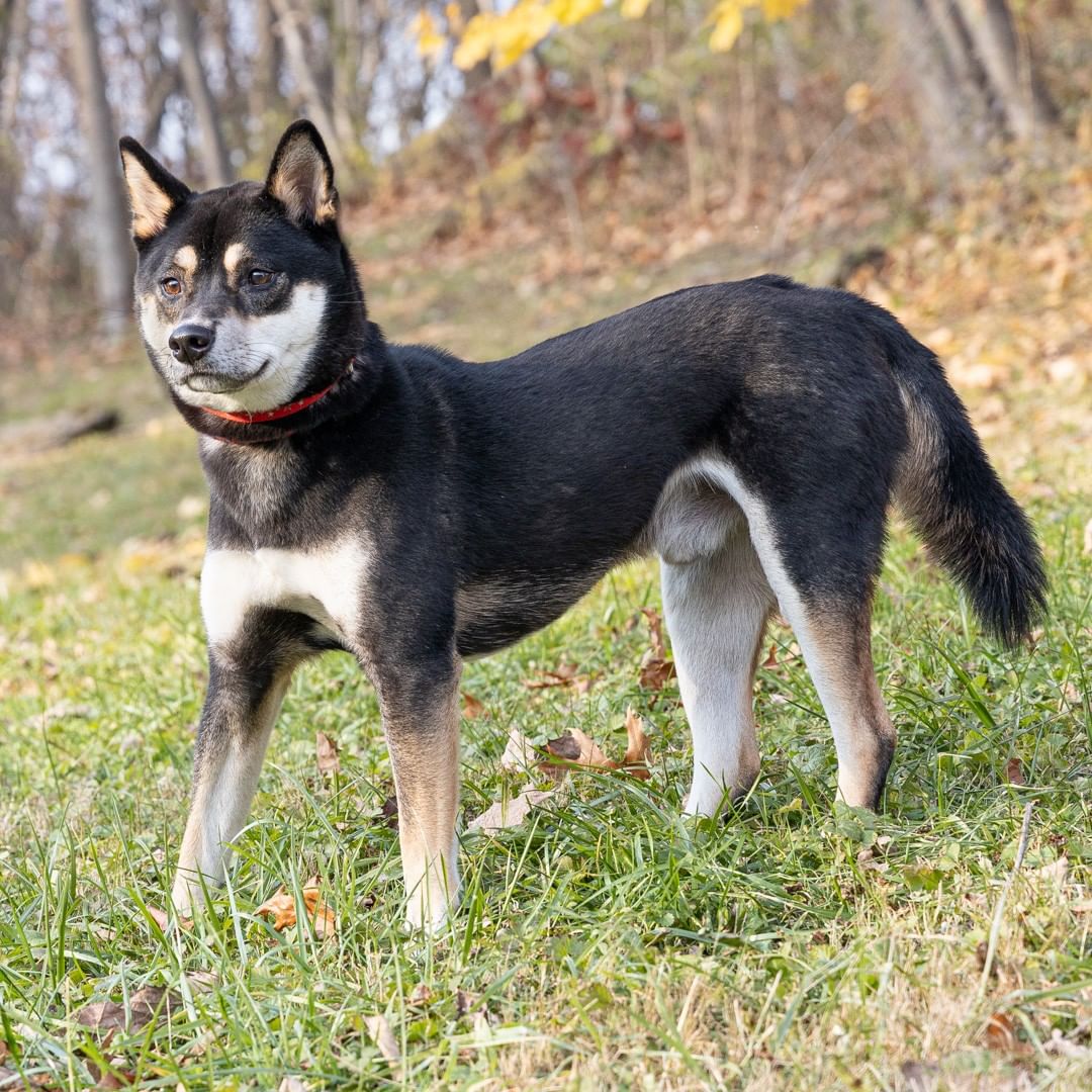 Meet Kuma, a 3-year-old male Shiba Inu who was found wandering the streets of Monroe County. He is healthy and looks well cared for but sadly no one has come looking for him. Maybe this post will help find his human. Proof of ownership required..
____________________________
<a target='_blank' href='https://www.instagram.com/explore/tags/lostpup/'>#lostpup</a> <a target='_blank' href='https://www.instagram.com/explore/tags/lostshibainu/'>#lostshibainu</a> <a target='_blank' href='https://www.instagram.com/explore/tags/comefindme/'>#comefindme</a>