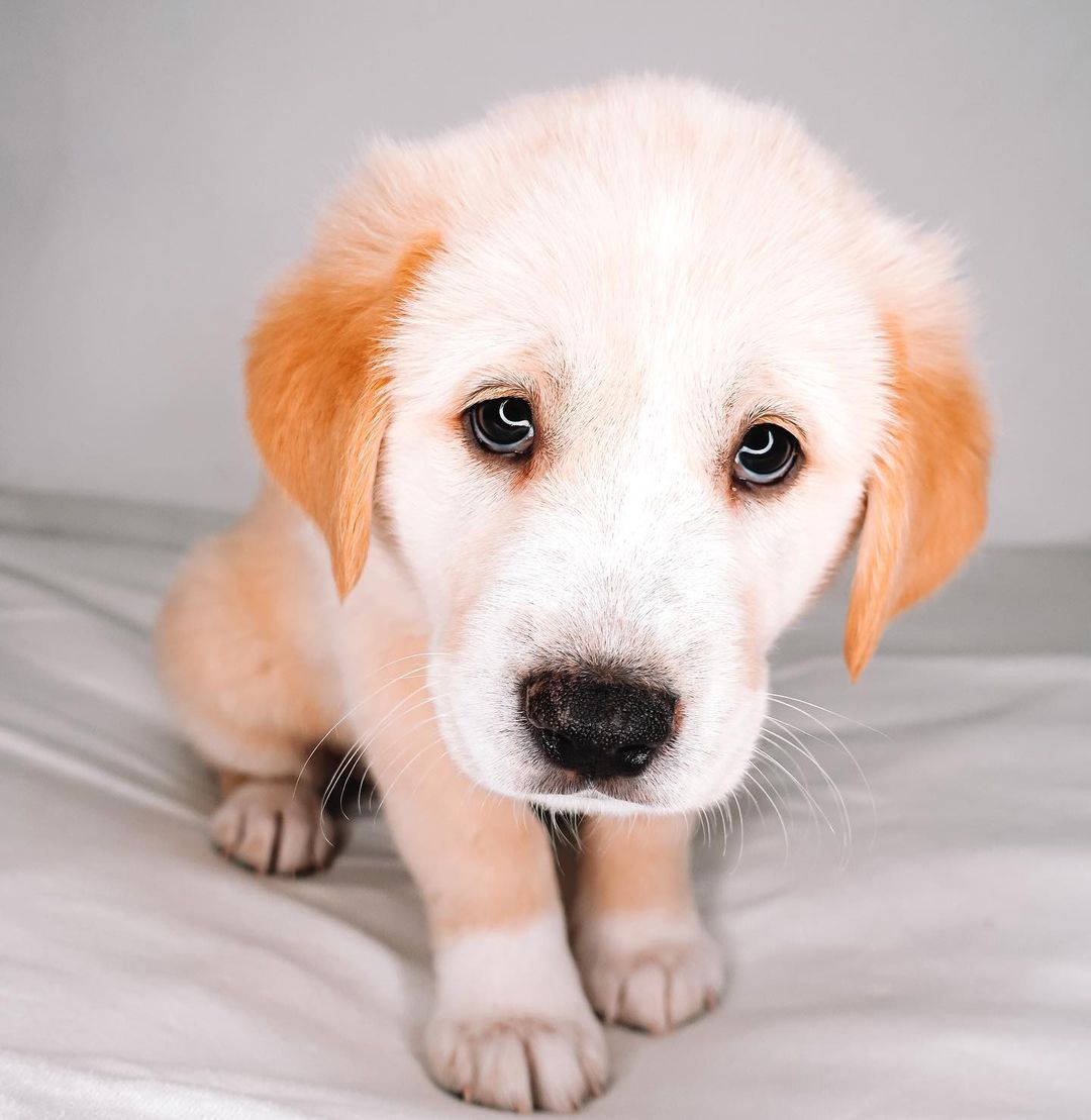 Boy, do we have the duo for you! Meet Tater & Tot! 🧸

These boys are the best! They compliment each other so well! Tater is a ball of energy while Tot is a pro napper! They love toys, treats, playtime…but most all all, their people! They love to wake up and be held. They are working on potty trains and soon their days in and out of a puppy pen together! They are just as smart as they are cute! They are so very loyal to their people! They are going to make the best friends anyone could ask for! 💛
Age: 7 weeks
Estimated breed: Pyrenees/Lab mix

Our story: Hello, I’m Tater! Hello, I’m Tot! We are brothers! We were surrender by our owners. Sadly, we are the only survivors of all of our siblings. All we want is to show people true love! We love to snuggle, romp, and play! We are goofy and oh so loving! Plus…we’re big ole balls of fluff! We are so ready to find our homes! Hey forever people…where you at?! 👀

Apply for these babies at puppyhavenrescue.com/adopt/!