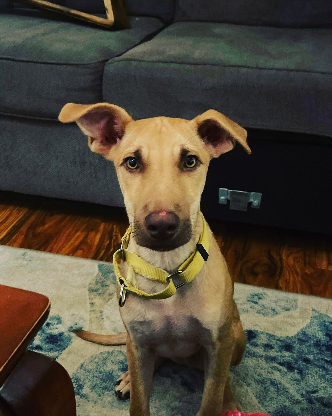 Meet Beau! This handsome fellow is about 4.5 months old, 25lbs. Beau can be a little shy at first but very quickly he becomes very playful and loves to cuddle up next to humans. Beau really looks up to other dogs, so he needs a home with another playful companion to help show him the ropes. Beau loves toys and is house trained and crate trained. He has very good manners inside the home. Beau was born on a ranch outside of Todos Santos, Mexico and was the lone survivor of all his siblings. He loves children and is fine around cats and he LOVES the beach! He will likely grow to be around 40lbs. Thanks to his foster mom, Beau is in Vancouver, WA and is ready to start his next chapter with you! <a target='_blank' href='https://www.instagram.com/explore/tags/vancouverdogs/'>#vancouverdogs</a> <a target='_blank' href='https://www.instagram.com/explore/tags/rescuedogsofinstagram/'>#rescuedogsofinstagram</a> <a target='_blank' href='https://www.instagram.com/explore/tags/rescuedog/'>#rescuedog</a> <a target='_blank' href='https://www.instagram.com/explore/tags/rescue/'>#rescue</a> <a target='_blank' href='https://www.instagram.com/explore/tags/puppyrescue/'>#puppyrescue</a> <a target='_blank' href='https://www.instagram.com/explore/tags/portlandoregon/'>#portlandoregon</a> <a target='_blank' href='https://www.instagram.com/explore/tags/portlandpups/'>#portlandpups</a> <a target='_blank' href='https://www.instagram.com/explore/tags/fosterdog/'>#fosterdog</a> <a target='_blank' href='https://www.instagram.com/explore/tags/fosterdogsofinstagram/'>#fosterdogsofinstagram</a> <a target='_blank' href='https://www.instagram.com/explore/tags/doglovers/'>#doglovers</a>