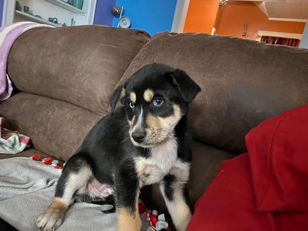 Just as Echo gets better from parvo, his brother Charlie has tested positive. The good thing is he’s more alert and bigger than his brother, which gives him a good chance. Even with treated him at home, Echo costs us $700 in meds. Can you help donate to his brother?