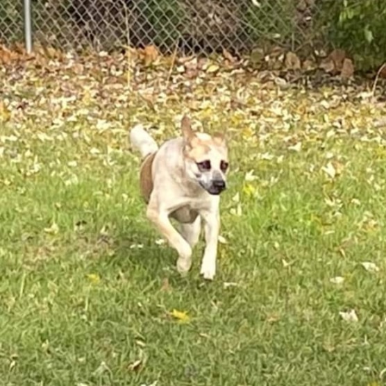 My name is Spice and I will spice up your life if you welcome me into your family!  I am a 2 yr old, spayed female, heeler mix weighing in at a petite 35 lbs. 

I was hit by a car before I arrived in Wisconsin so my back right leg was amputated, but I have learned to get around like a champ regardless!

I do a really good job of keeping three paws on the floor.  I have not had any potty accidents in my foster home going outside about every three hours.  I am doing a great job sharing toys, food, water, and attention with my furry foster siblings.  I am curious about things in my sight and reach but if I put them in my mouth, I am doing a good job with drop it and letting my humans have it.  I have only barked a few times when I’ve seen people walking past my yard but that is all. 

I LOVE marrow and knuckle bones.  Pulling on stuffies until I see the guts is fun.  Taking the stuffing and squeaker out is a blast!  I love to run in my yard too. 

I’m a little shy when I first meet new people. By my second day in foster, I was going to my family for cuddles, spinning circles of excitement to say I’m so happy you are home, and pawing at legs to say let’s play.  My foster mom says I am such a sweet, silly girl.  I have lots of love to give and would love to share my first Wisconsin snowfall with you!

<a target='_blank' href='https://www.instagram.com/explore/tags/adoptdontshop/'>#adoptdontshop</a>
<a target='_blank' href='https://www.instagram.com/explore/tags/luckymuttswi/'>#luckymuttswi</a>
<a target='_blank' href='https://www.instagram.com/explore/tags/rescuedogsmke/'>#rescuedogsmke</a>
<a target='_blank' href='https://www.instagram.com/explore/tags/doglovers/'>#doglovers</a>
<a target='_blank' href='https://www.instagram.com/explore/tags/rescuedogsofinstagram/'>#rescuedogsofinstagram</a>
<a target='_blank' href='https://www.instagram.com/explore/tags/sweetpup/'>#sweetpup</a>
<a target='_blank' href='https://www.instagram.com/explore/tags/mke/'>#mke</a>
<a target='_blank' href='https://www.instagram.com/explore/tags/mkepup/'>#mkepup</a>
<a target='_blank' href='https://www.instagram.com/explore/tags/wisconsinrescue/'>#wisconsinrescue</a>
<a target='_blank' href='https://www.instagram.com/explore/tags/lovedogs/'>#lovedogs</a>
<a target='_blank' href='https://www.instagram.com/explore/tags/rescue/'>#rescue</a>
<a target='_blank' href='https://www.instagram.com/explore/tags/foster/'>#foster</a>
<a target='_blank' href='https://www.instagram.com/explore/tags/adopt/'>#adopt</a>
<a target='_blank' href='https://www.instagram.com/explore/tags/dogsofinstagram/'>#dogsofinstagram</a>
<a target='_blank' href='https://www.instagram.com/explore/tags/dogrescue/'>#dogrescue</a>
<a target='_blank' href='https://www.instagram.com/explore/tags/heeler/'>#heeler</a>