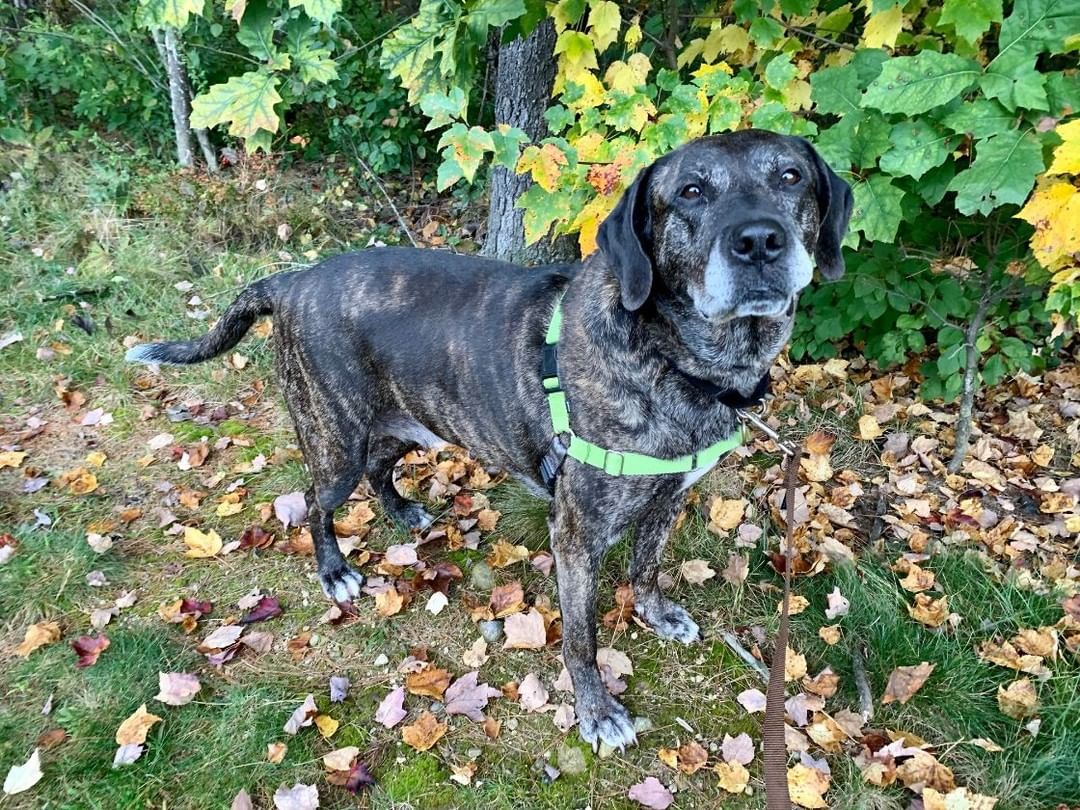 You still have time to make your steps count to help pets like Cookie. Cookie is a 9-year old lab mix looking for a quiet home to spend her golden years. Cookie has been at the shelter since August and would love to go home soon! You may pre-register for the Run until Friday 11/19 at 5 pm. Register here; https://www.popememorialspca.org/  After tomorrow, please plan to register at the Run, 11/20 starting at 8 am. <a target='_blank' href='https://www.instagram.com/explore/tags/adopt/'>#adopt</a> <a target='_blank' href='https://www.instagram.com/explore/tags/funrun/'>#funrun</a> <a target='_blank' href='https://www.instagram.com/explore/tags/5k/'>#5k</a> <a target='_blank' href='https://www.instagram.com/explore/tags/pmspca/'>#pmspca</a>