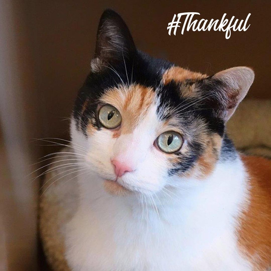 PAWSBINK is thankful for...

Poulsbo Marina Veterinary Clinic for providing PAWSBINK pet 
care throughout the year.

<a target='_blank' href='https://www.instagram.com/explore/tags/poulsbomarinavetclinic/'>#poulsbomarinavetclinic</a> <a target='_blank' href='https://www.instagram.com/explore/tags/poulsbowashington/'>#poulsbowashington</a> <a target='_blank' href='https://www.instagram.com/explore/tags/pawsbink/'>#pawsbink</a> <a target='_blank' href='https://www.instagram.com/explore/tags/thankful/'>#thankful</a> <a target='_blank' href='https://www.instagram.com/explore/tags/grateful/'>#grateful</a> <a target='_blank' href='https://www.instagram.com/explore/tags/helpingtheanimals/'>#helpingtheanimals</a>