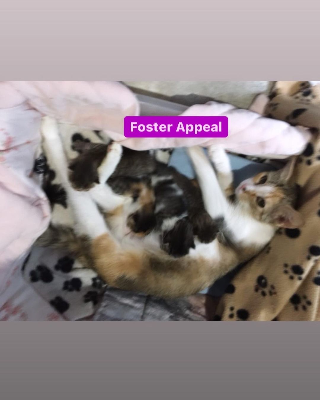 FOSTER HOME URGENTLY NEEDED FOR KRISTIE AND HER NEWBORN KITTENS!!

Can you help this new mom and her 5 babies? They are in urgent need of a foster home and someone to love and nurture them until it's time for them to be adopted.

If you have room in your heart and your home to help this little family, please fill out an application: https://abbeycats.org/index.php/foster-application-breezingforms.html

Winter is coming and it's getting cold outside!!

For more information, visit the link shared in our bio.

<a target='_blank' href='https://www.instagram.com/explore/tags/kittenstory/'>#kittenstory</a> <a target='_blank' href='https://www.instagram.com/explore/tags/kittenstotame/'>#kittenstotame</a> <a target='_blank' href='https://www.instagram.com/explore/tags/kittenstyle/'>#kittenstyle</a> <a target='_blank' href='https://www.instagram.com/explore/tags/kittensub/'>#kittensub</a> <a target='_blank' href='https://www.instagram.com/explore/tags/kittensweightsandtarot/'>#kittensweightsandtarot</a> <a target='_blank' href='https://www.instagram.com/explore/tags/petadoption/'>#petadoption</a> <a target='_blank' href='https://www.instagram.com/explore/tags/petadoptionleagueofnychowchowresce/'>#petadoptionleagueofnychowchowresce</a> <a target='_blank' href='https://www.instagram.com/explore/tags/petadoptionnetwork/'>#petadoptionnetwork</a> <a target='_blank' href='https://www.instagram.com/explore/tags/petadoptions/'>#petadoptions</a> <a target='_blank' href='https://www.instagram.com/explore/tags/rescuecats/'>#rescuecats</a> <a target='_blank' href='https://www.instagram.com/explore/tags/rescuecatsofinstagram/'>#rescuecatsofinstagram</a> <a target='_blank' href='https://www.instagram.com/explore/tags/shelteranimals/'>#shelteranimals</a> <a target='_blank' href='https://www.instagram.com/explore/tags/supportanimals/'>#supportanimals</a> <a target='_blank' href='https://www.instagram.com/explore/tags/torontocats/'>#torontocats</a> <a target='_blank' href='https://www.instagram.com/explore/tags/torontocatsave/'>#torontocatsave</a> <a target='_blank' href='https://www.instagram.com/explore/tags/torontocatsitter/'>#torontocatsitter</a> <a target='_blank' href='https://www.instagram.com/explore/tags/torontocatsitting/'>#torontocatsitting</a> <a target='_blank' href='https://www.instagram.com/explore/tags/torontocatsofig/'>#torontocatsofig</a> <a target='_blank' href='https://www.instagram.com/explore/tags/torontocatsofinstagram/'>#torontocatsofinstagram</a> <a target='_blank' href='https://www.instagram.com/explore/tags/torontofostercats/'>#torontofostercats</a> <a target='_blank' href='https://www.instagram.com/explore/tags/torontorescuecats/'>#torontorescuecats</a>