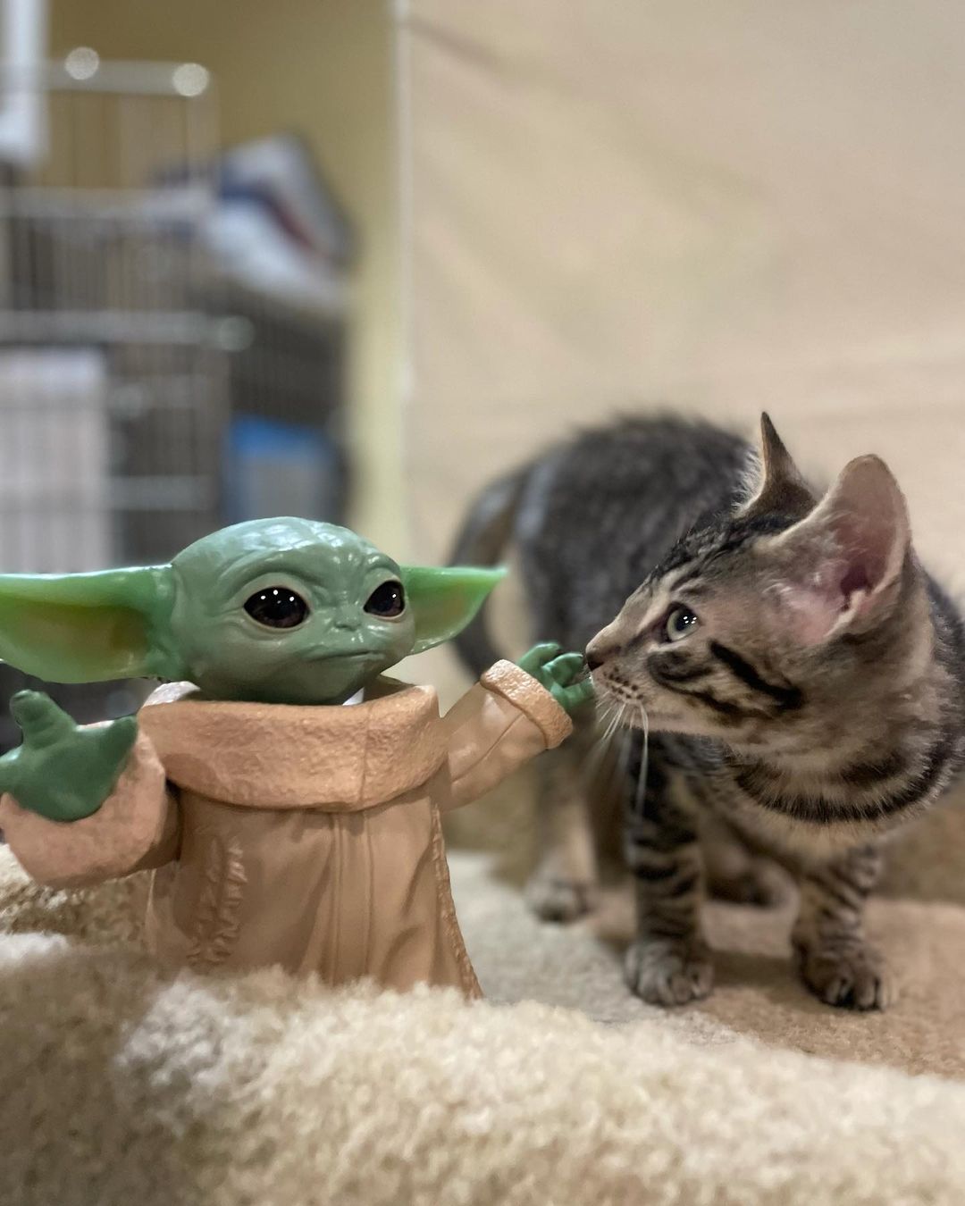 The force is strong with our furry younglings ✨

Kitten season never really let up here at Pet Helpers. We’re still seeing tiny paws coming into our shelter from all across the galaxy each day. With winter approaching, adoptions are needed more than ever so we can continue to bring in homeless fur babies away from the increasingly harsh conditions outside. ❄️

We’re open for walk-in adoptions this week from 12-6; stop by and meet kittens so cute they put Baby Yoda to shame 💚

We are in desperate need of dry cat food to maintain our community food bank and cat colonies we administer to. You can save lives without adopting by donating dry cat food either in person during shelter hours or by following the link in our bio to donate through our @chewy wishlist 💙