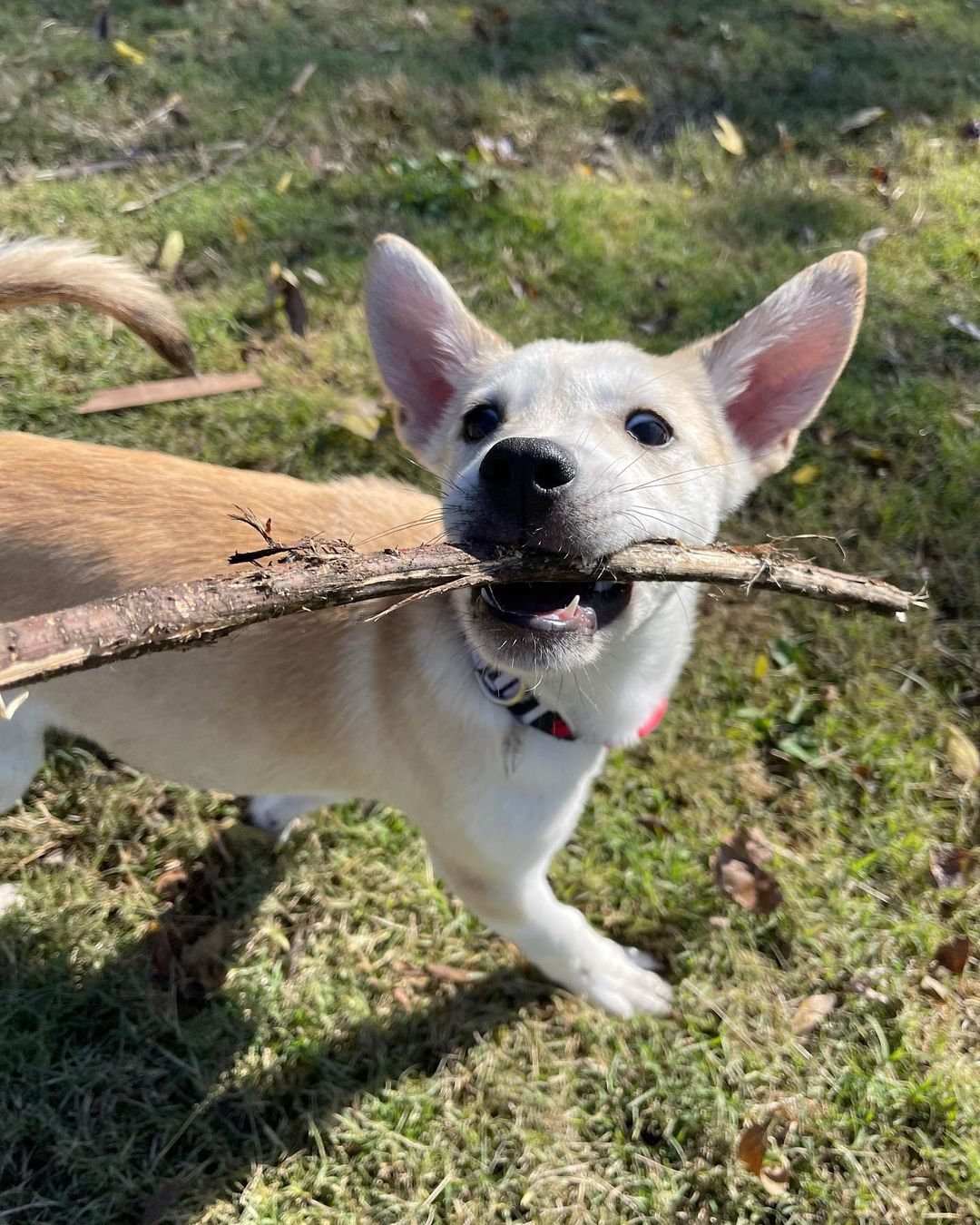 The sweet little parvo survivors have a clean bill of health and are ready for their forever homes! Are you ready for some puppy energy in your life? Apply today by clicking the link in our bio! Ask for Rosa, Charles, Jake and Ray! 

<a target='_blank' href='https://www.instagram.com/explore/tags/adoptdontshop/'>#adoptdontshop</a> <a target='_blank' href='https://www.instagram.com/explore/tags/adoptables/'>#adoptables</a> <a target='_blank' href='https://www.instagram.com/explore/tags/availablepuppies/'>#availablepuppies</a> <a target='_blank' href='https://www.instagram.com/explore/tags/huskypuppies/'>#huskypuppies</a> <a target='_blank' href='https://www.instagram.com/explore/tags/parvosurvivor/'>#parvosurvivor</a> <a target='_blank' href='https://www.instagram.com/explore/tags/brooklyn99/'>#brooklyn99</a>