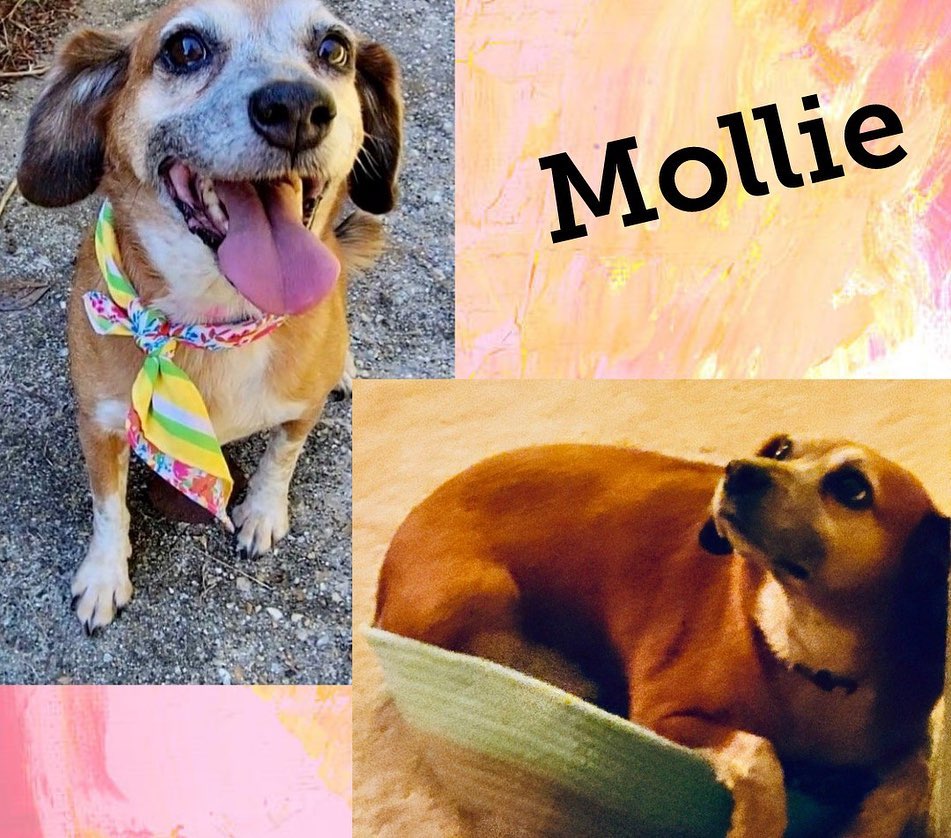 Crazy combo of on our website needing adoptions. Donut , daddy, Baby hamster can be named by the new people. They got 2 from the shelter, told same sex but they had babies so they’re keeping the girls and father and son need to find a new home. Mollie, Sweet Beagle is very very shy at first but an amazing oh I have a wonderful post to put on an update later. www.lovemuttsrescue.org