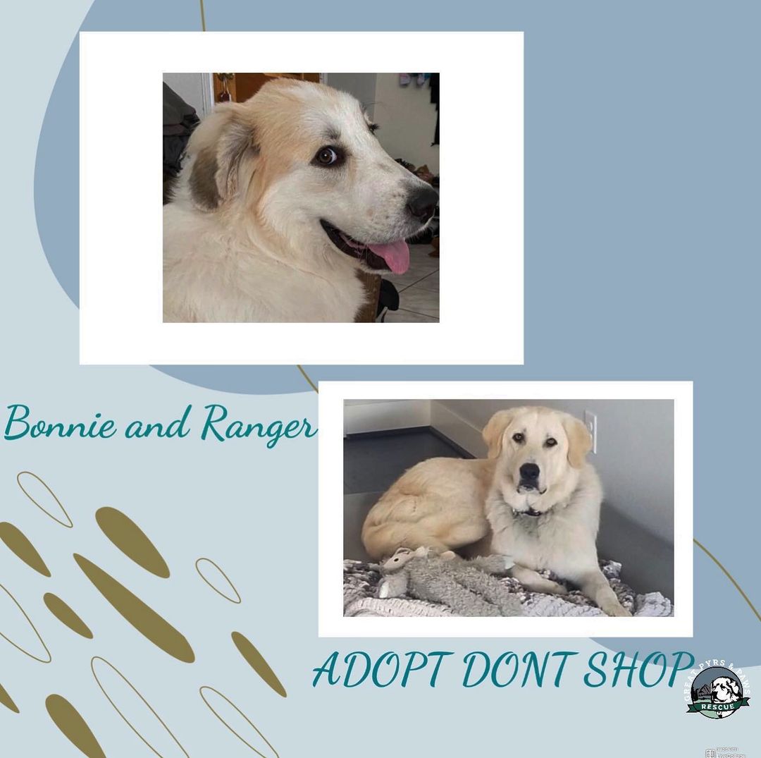 ✨❤️ From an sleepy town in WA, Bonnie and Ranger are looking for their forever homes. What could be better than 1 Great Pyrenees you ask ? Well, if you are really up for a challenge, 2 are always better than 1 !!❤️ 1.5 year old Bonnie loves her foster parents and makes keeping watch over them her number 1 priority ! She loves her people, but can be shy with strangers. She would do best as an only dog or could be adopted with the gentle GIANT Ranger, she is fostered with ! ❤️ while, we’re talking about Ranger, he is a leggy and a 1.5 year old sweetie who is friendly and active. This boy loves outdoor activities, and would love a family who likes to hike, walk or run.  Ranger is also doggy selective, and would do best as an only dog or could be adopted with his foster sister, Bonnie. Both of these fluffy bears are <a target='_blank' href='https://www.instagram.com/explore/tags/adoptable/'>#adoptable</a> through the website and fostered in WA. If you are looking for fun, and a house full of fluff, go tot he website to learn more ! ❤️ www.greatpyrsandpaws.org <a target='_blank' href='https://www.instagram.com/explore/tags/adopt/'>#adopt</a><a target='_blank' href='https://www.instagram.com/explore/tags/doglovers/'>#doglovers</a><a target='_blank' href='https://www.instagram.com/explore/tags/greatpyrenees/'>#greatpyrenees</a><a target='_blank' href='https://www.instagram.com/explore/tags/rescue/'>#rescue</a> <a target='_blank' href='https://www.instagram.com/explore/tags/foster/'>#foster</a><a target='_blank' href='https://www.instagram.com/explore/tags/adoptdontshop/'>#adoptdontshop</a><a target='_blank' href='https://www.instagram.com/explore/tags/bark/'>#bark</a><a target='_blank' href='https://www.instagram.com/explore/tags/livelovebark/'>#livelovebark</a>  <a target='_blank' href='https://www.instagram.com/explore/tags/greatpyrsandpawsrescue/'>#greatpyrsandpawsrescue</a>