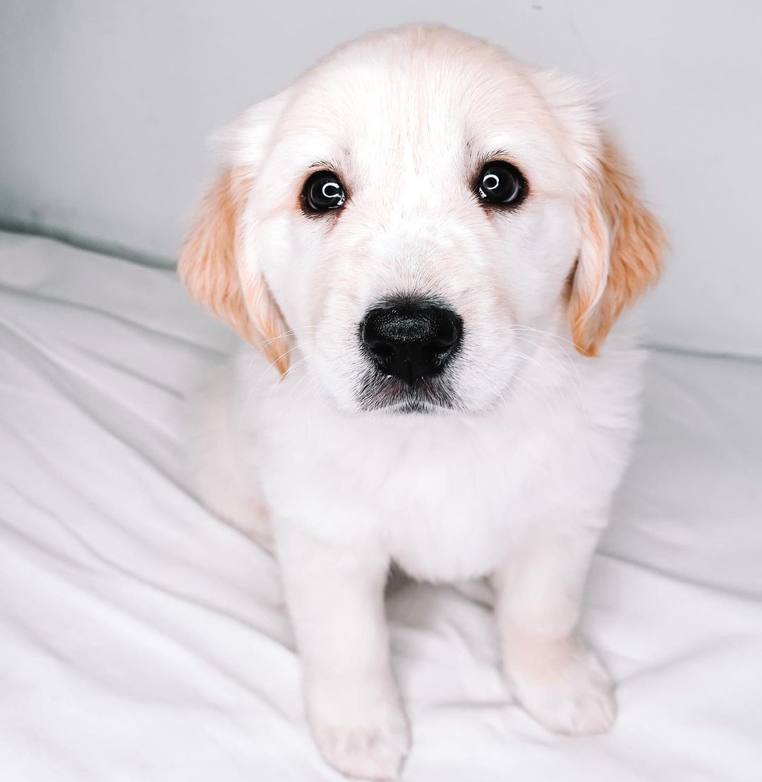 Boy, do we have the duo for you! Meet Tater & Tot! 🧸

These boys are the best! They compliment each other so well! Tater is a ball of energy while Tot is a pro napper! They love toys, treats, playtime…but most all all, their people! They love to wake up and be held. They are working on potty trains and soon their days in and out of a puppy pen together! They are just as smart as they are cute! They are so very loyal to their people! They are going to make the best friends anyone could ask for! 💛
Age: 7 weeks
Estimated breed: Pyrenees/Lab mix

Our story: Hello, I’m Tater! Hello, I’m Tot! We are brothers! We were surrender by our owners. Sadly, we are the only survivors of all of our siblings. All we want is to show people true love! We love to snuggle, romp, and play! We are goofy and oh so loving! Plus…we’re big ole balls of fluff! We are so ready to find our homes! Hey forever people…where you at?! 👀

Apply for these babies at puppyhavenrescue.com/adopt/!