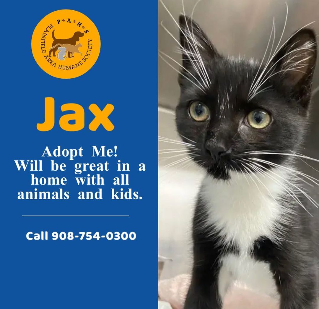 Happy Friyay Eve! I’m Jax, a kitty full of energy and ready to go home with you! Adopt me! I get along with everyone! I’ll be a perfect addition to your family. <a target='_blank' href='https://www.instagram.com/explore/tags/adoptdontshop/'>#adoptdontshop</a> <a target='_blank' href='https://www.instagram.com/explore/tags/catsofinstagram/'>#catsofinstagram</a> <a target='_blank' href='https://www.instagram.com/explore/tags/kitty/'>#kitty</a> <a target='_blank' href='https://www.instagram.com/explore/tags/rescuecatsofinstagram/'>#rescuecatsofinstagram</a> <a target='_blank' href='https://www.instagram.com/explore/tags/kittensofinstagram/'>#kittensofinstagram</a> <a target='_blank' href='https://www.instagram.com/explore/tags/thursdaynightfootball/'>#thursdaynightfootball</a>