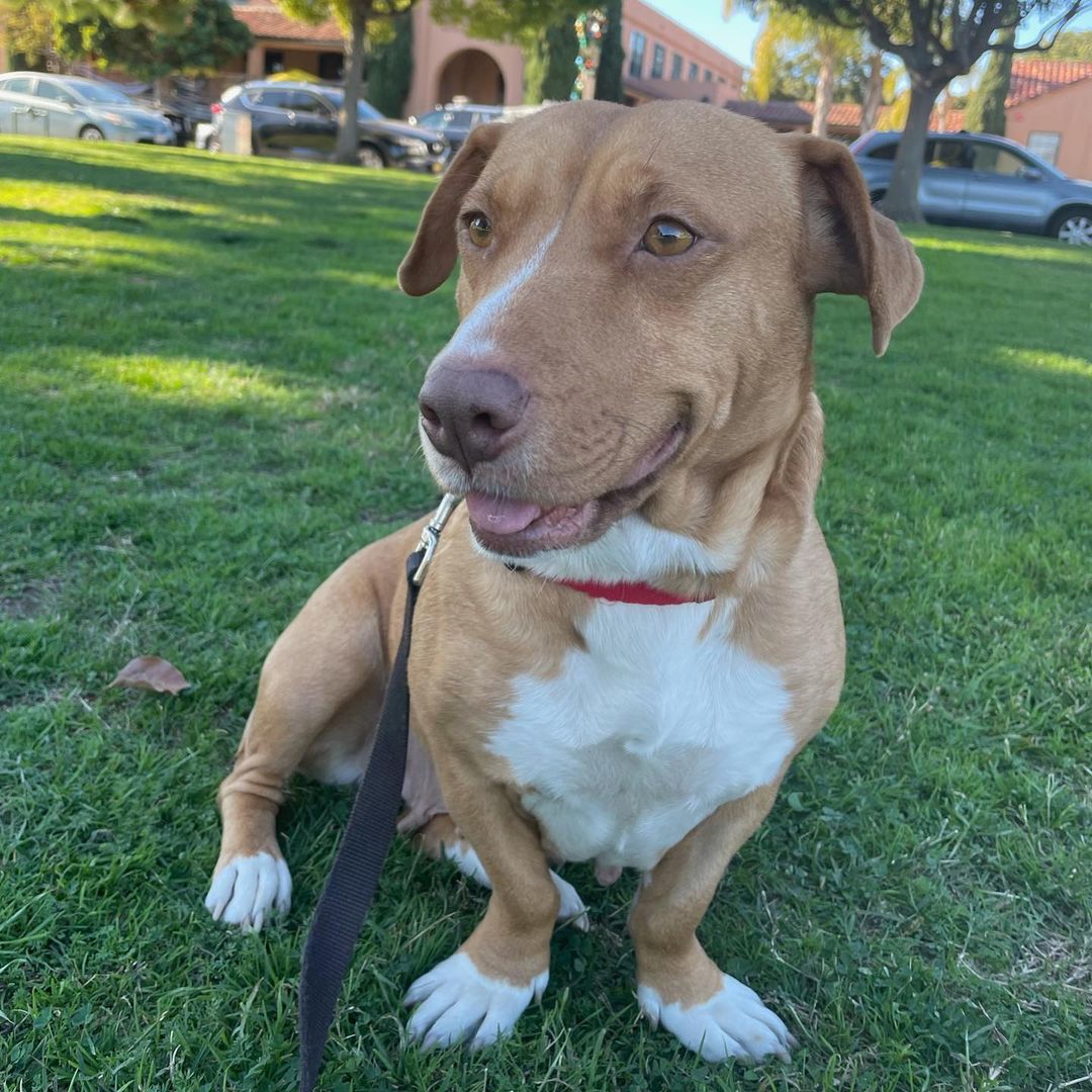 🐾💚Adopter Needed💚🐾 Some girls are just extra special...and lots of volunteers here at ASR think Anita is one of those girls. This tender heart is a pittie mix who is an adult weighing in at about 35 lbs full grown. She is a lean girl who clearly hasn't met many kind hands or had regular meals and even with that, she is accepting of all people and learning how to relax and enjoy being safe for once. Anita has a soft soul and is super friendly upon meeting new folks but is sure to be the most committed and loyal of family members with all the love in the world to give. She enjoys other dogs and would do really well to be in a home with a pal. Anita is not the barky loud type at all and does well in a crate and knows everything there is to know about where to use the bathroom. This sweet and loving girl deserves the very best of homes. Might that be with you?
<a target='_blank' href='https://www.instagram.com/explore/tags/amazingstraysrescue/'>#amazingstraysrescue</a>

If you are interested, please fill out an Interest Application on our website- amazingstraysrescue.org

🐾All supplies and an amazing support team included! 

🐾 Please share this on your social media 

🐾 Want to help? All of our incoming dogs have medical bills to be paid! You could sponsor a spay or neuter!

🐾 Fostering even for just two weeks is extremely helpful to a dog in need!

🐾 All supplies included!

<a target='_blank' href='https://www.instagram.com/explore/tags/RescueDog/'>#RescueDog</a> <a target='_blank' href='https://www.instagram.com/explore/tags/AdoptDontShop/'>#AdoptDontShop</a> <a target='_blank' href='https://www.instagram.com/explore/tags/RescuePuppy/'>#RescuePuppy</a> <a target='_blank' href='https://www.instagram.com/explore/tags/ForTheLoveOfDogs/'>#ForTheLoveOfDogs</a> <a target='_blank' href='https://www.instagram.com/explore/tags/GetInvolved/'>#GetInvolved</a> <a target='_blank' href='https://www.instagram.com/explore/tags/Donate/'>#Donate</a> <a target='_blank' href='https://www.instagram.com/explore/tags/Volunteer/'>#Volunteer</a> <a target='_blank' href='https://www.instagram.com/explore/tags/FosteringSavesLives/'>#FosteringSavesLives</a> <a target='_blank' href='https://www.instagram.com/explore/tags/dogsofinstagram/'>#dogsofinstagram</a> <a target='_blank' href='https://www.instagram.com/explore/tags/dogsofinsta/'>#dogsofinsta</a> <a target='_blank' href='https://www.instagram.com/explore/tags/asradoptme/'>#asradoptme</a>