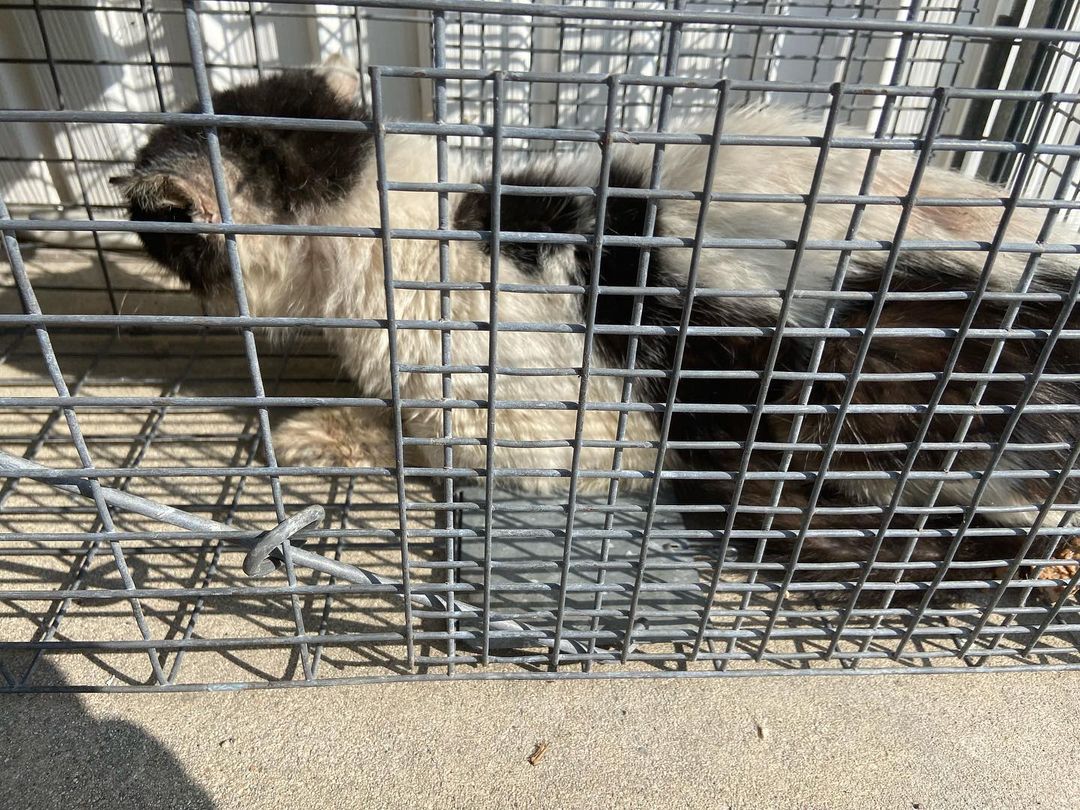 Meet Pilgrim.  He has been a community cat around my house (Teresa) for the last few years.  He has always avoided my traps and would never let me go near him.  Today, one of my neighbors knocked on my door to tell me there was a sick cat on the porch next door.  I walked over and he was so sick he didn’t move.  I set the trap with food and he walked right in for the food!!
I was lucky enough to get @fixlongbeachpets  to see him today.  We did a FIV/FELV test (came back negative for both, yeah). We did blood work, it showed infection.  He has mange and an eye infection too.  He received an ivermectin shot and a covenia shot as well as a lime dip.  We were sent home with 5 more doses of ivermectin. He has to stay kenneled for the next 6 weeks.  He will get Revolution applied tomorrow and a dewormer for his internal parasites and fleas.  Please send him good thoughts.  He is struggling right now,
Donations are greatly appreciated to help with this unexpected expense.  I have not received the invoice yet because they squeezed me in last minute. Donations can be sent to our PayPal  https://www.paypal.me/thecatcoverescue?locale.x=en_US or to Venmo https://venmo.com/code?user_id=3237345851604992183&created=1637203475.2005138&printed=1 <a target='_blank' href='https://www.instagram.com/explore/tags/communitycat/'>#communitycat</a> <a target='_blank' href='https://www.instagram.com/explore/tags/mange/'>#mange</a> <a target='_blank' href='https://www.instagram.com/explore/tags/catrescue/'>#catrescue</a> <a target='_blank' href='https://www.instagram.com/explore/tags/feralcats/'>#feralcats</a>