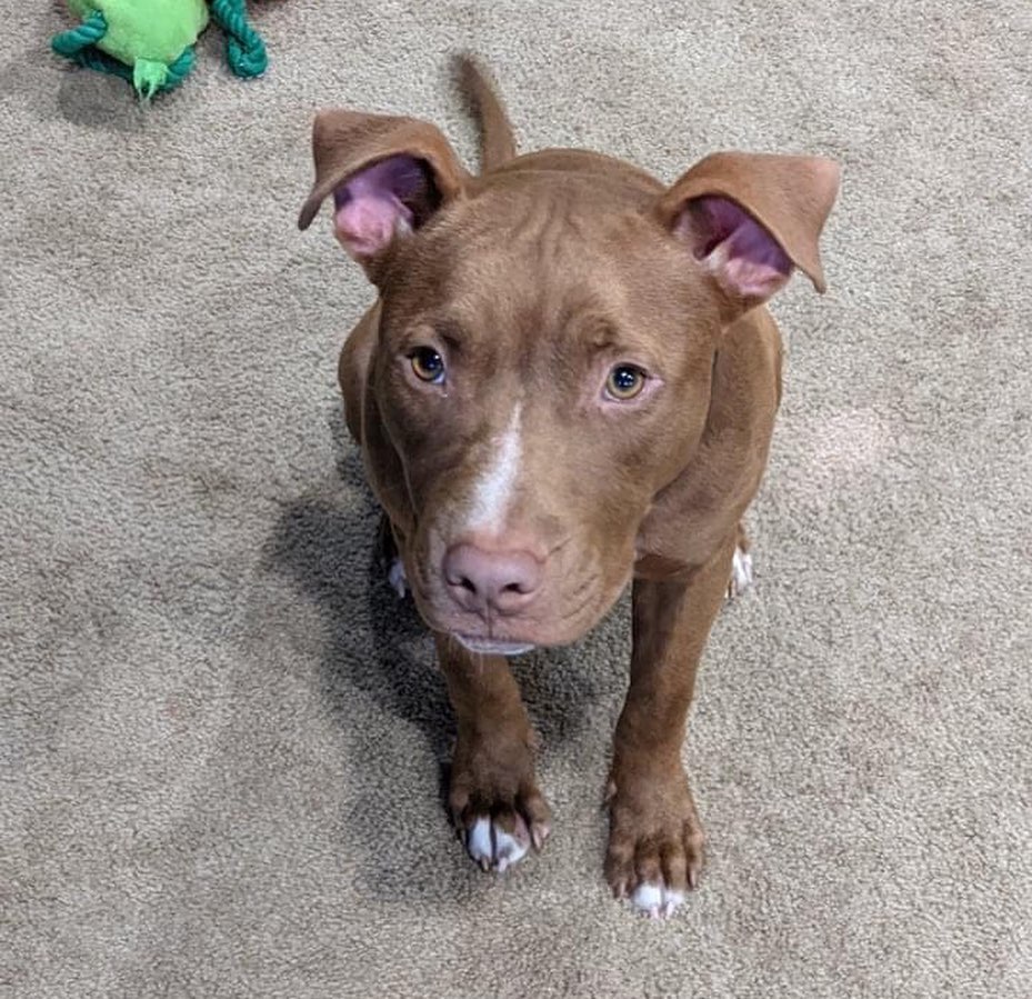 Meet Keegan!  This small, sweet red pittie came to us all the way from Alabama and is ready to find his furever home here in WNY! 
 
A little bit about me – I am around 40lbs of energy, love and kisses. I am still a puppy (approx 6-7mo) so please be prepared, I will pick up and try to eat things that I shouldn’t, it’s just what puppies do!  I am crate trained when my people leave the house or go to bed and if I do get upset, I can be easily distracted with a Kong toy filled with peanut butter!  Being a puppy, I still need to be watched closely and be let out to go potty every hour or so.  I am a pretty strong boy and sometimes I can get a little excited on leash, but for the most part I just want to sniff everything and explore! 
Here’s the best part!  I LOVE being a little brother!!! I currently live with 2 other dogs and I LOVE to play with them!  Because I have so much energy, if there is an older dog in the house it might not be a love match, but I have only tried to love, love, love my furry siblings since meeting them.  I also have 3 small humans aged 7, 5 and 3 that I love to smother with kisses and cuddles!  Being a very energetic guy, sometimes I forget and jump on them, but only to play with them, never to hurt them.  I haven’t been introduced to kitties yet, so I don’t know if I will like them or not.  There are some feathered friends outside of our fence that I am very interested in, but when mom calls me back, I listen, so I would need to be watched carefully around them! 

If your family is looking for a compact little guy who wants nothing more than to follow you around, smother you in kisses and cuddle you on the couch, please consider Keegan!  He is up to date on all his vaccinations, neutered, micro-chipped and ready to love you forever!https://queencitypitties.com/adoption-application/