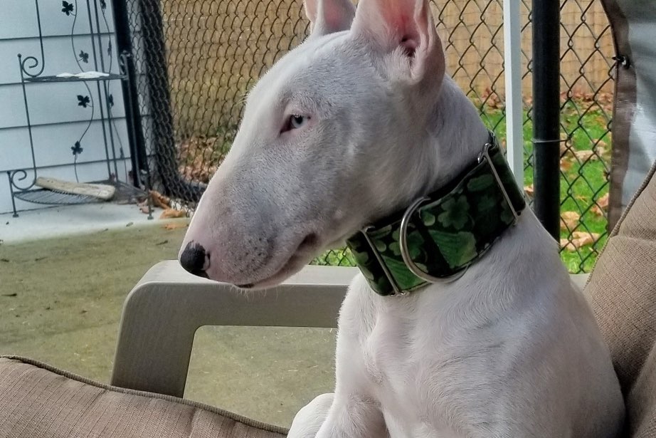 FOSTER NEEDED 💚 Phoenix is a 3 year old, deaf Bull Terrier. She needs a foster home with no other animals. Older children ok. Please email foster@nwkare.org for more information! Foster must live on the Kitsap Peninsula.