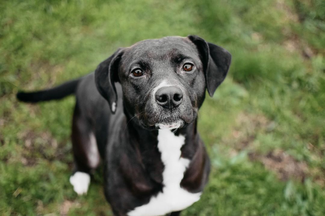 Our friend Winnie is looking for a home! This sweet girl loves attention and playing outside. Winnie needs to be an only pet. If you’re looking for a playful and loving girl come meet her!❤️🐾 <a target='_blank' href='https://www.instagram.com/explore/tags/adoptdontshop/'>#adoptdontshop</a> <a target='_blank' href='https://www.instagram.com/explore/tags/adoptadog/'>#adoptadog</a> <a target='_blank' href='https://www.instagram.com/explore/tags/dogsofig/'>#dogsofig</a> <a target='_blank' href='https://www.instagram.com/explore/tags/adoptpurelove/'>#adoptpurelove</a> <a target='_blank' href='https://www.instagram.com/explore/tags/adoption/'>#adoption</a> <a target='_blank' href='https://www.instagram.com/explore/tags/hscc/'>#hscc</a>