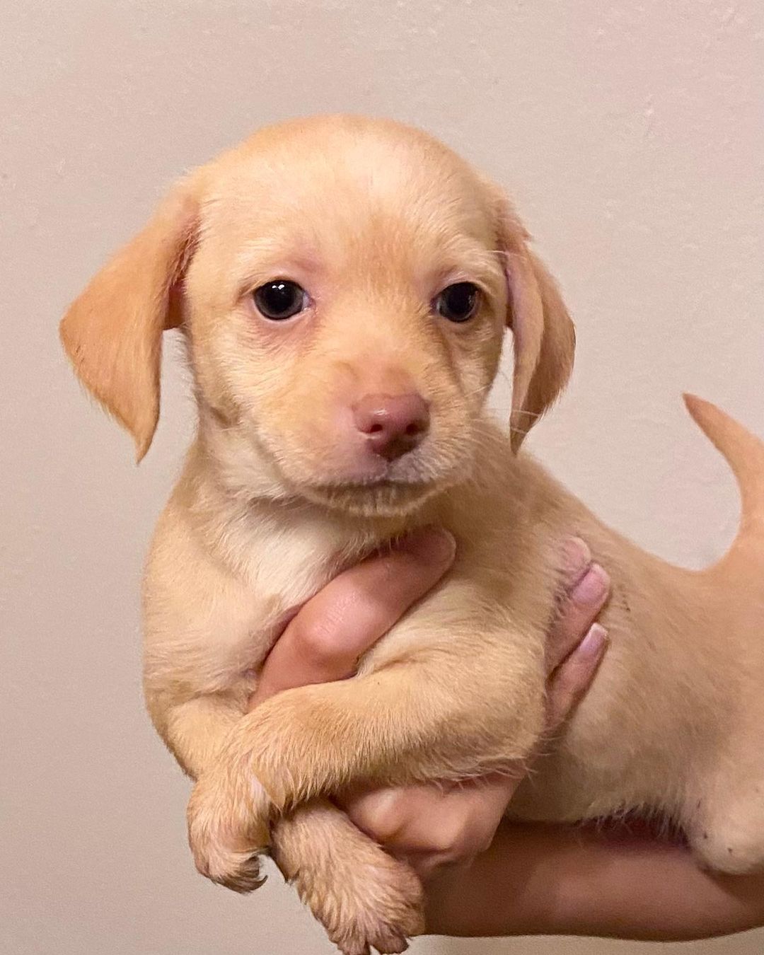 Puppies!!! 🐶🥰❤️
10 week old terrier mixes are up for adoption. Please contact us if you are interested in Qualifying to adopt a give a puppy a forever home! Contact Findingabestfriend@gmail.com 
Meet <a target='_blank' href='https://www.instagram.com/explore/tags/adoptable/'>#adoptable</a> dogs and puppies looking for their <a target='_blank' href='https://www.instagram.com/explore/tags/fureverhomes/'>#fureverhomes</a> with @findingabestfriend ❤️
.
.
.
.
<a target='_blank' href='https://www.instagram.com/explore/tags/rescuedogs/'>#rescuedogs</a> <a target='_blank' href='https://www.instagram.com/explore/tags/adoptdontshop/'>#adoptdontshop</a> <a target='_blank' href='https://www.instagram.com/explore/tags/dogadoption/'>#dogadoption</a> <a target='_blank' href='https://www.instagram.com/explore/tags/sanramon/'>#sanramon</a> <a target='_blank' href='https://www.instagram.com/explore/tags/adoptme/'>#adoptme</a> <a target='_blank' href='https://www.instagram.com/explore/tags/sfbayarea/'>#sfbayarea</a> <a target='_blank' href='https://www.instagram.com/explore/tags/myfavoritebreedisrescued/'>#myfavoritebreedisrescued</a> <a target='_blank' href='https://www.instagram.com/explore/tags/stockton/'>#stockton</a> <a target='_blank' href='https://www.instagram.com/explore/tags/sacramento/'>#sacramento</a> <a target='_blank' href='https://www.instagram.com/explore/tags/sanfrancisco/'>#sanfrancisco</a> <a target='_blank' href='https://www.instagram.com/explore/tags/dogsofinstagram/'>#dogsofinstagram</a> <a target='_blank' href='https://www.instagram.com/explore/tags/puppies/'>#puppies</a> <a target='_blank' href='https://www.instagram.com/explore/tags/puppiesofinstagram/'>#puppiesofinstagram</a> <a target='_blank' href='https://www.instagram.com/explore/tags/dontbullymybreed/'>#dontbullymybreed</a> <a target='_blank' href='https://www.instagram.com/explore/tags/adoptdontshop/'>#adoptdontshop</a> <a target='_blank' href='https://www.instagram.com/explore/tags/puppy/'>#puppy</a>