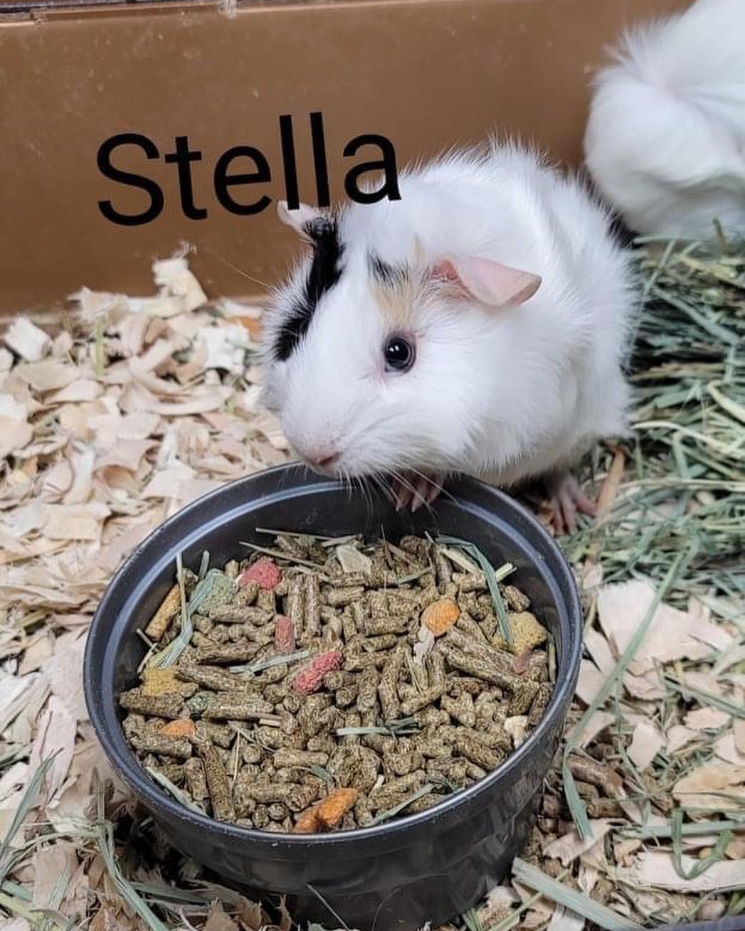 We have 3 baby guinea pigs (2 female and 1 male) and 1 adult female ready for adoption. If interested go to our website www.deltaanimal.org and fill out an application.